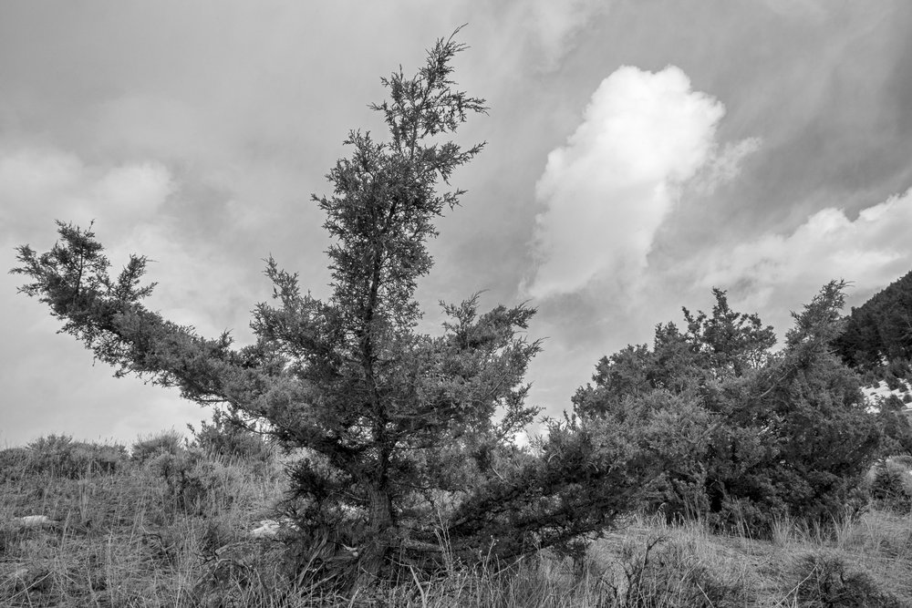 L_Buchanan_Tree Dancing with Clouds on the Ridge.jpg
