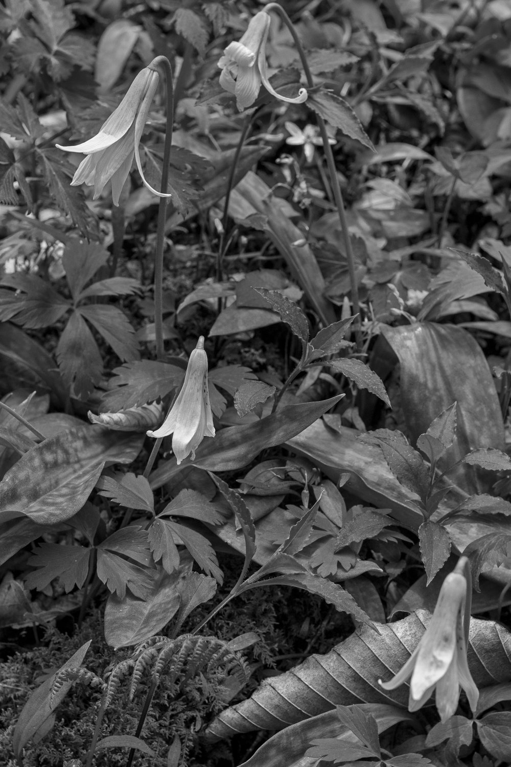 _Flowers, Ferns and Leaves9717.jpg