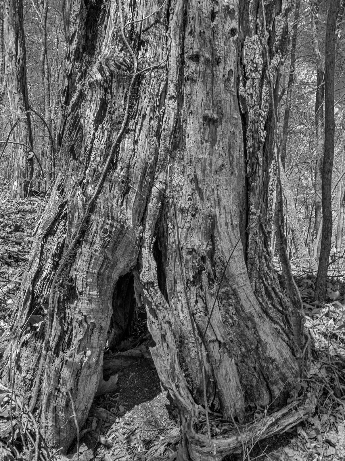 Trunk with Fairy Home Bartram Trail4949.jpg