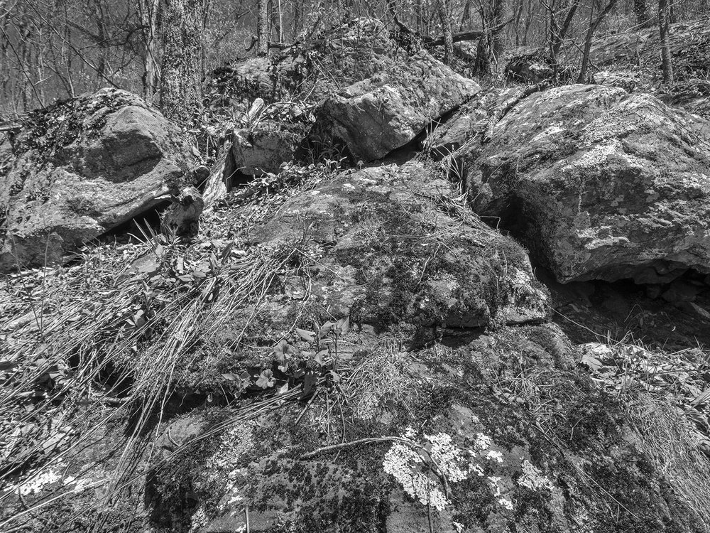 Tumbled Rocks with Licehn, Grasses and Plants4957.jpg