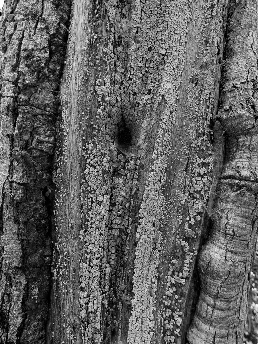 Trunk with Mold B&W5112.jpg