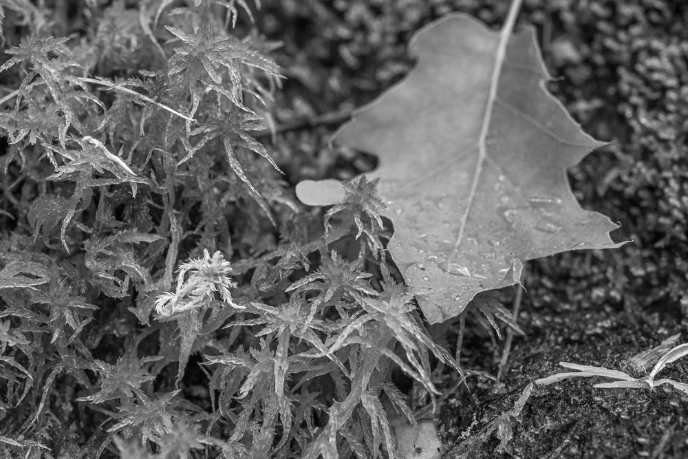 Ground Cover–Algae, leaves, and soil9786.jpg