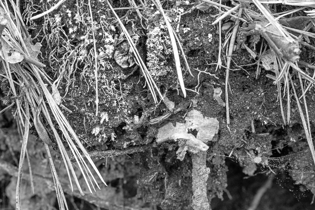 Under the Soil, Revealed by Erosion9762.jpg