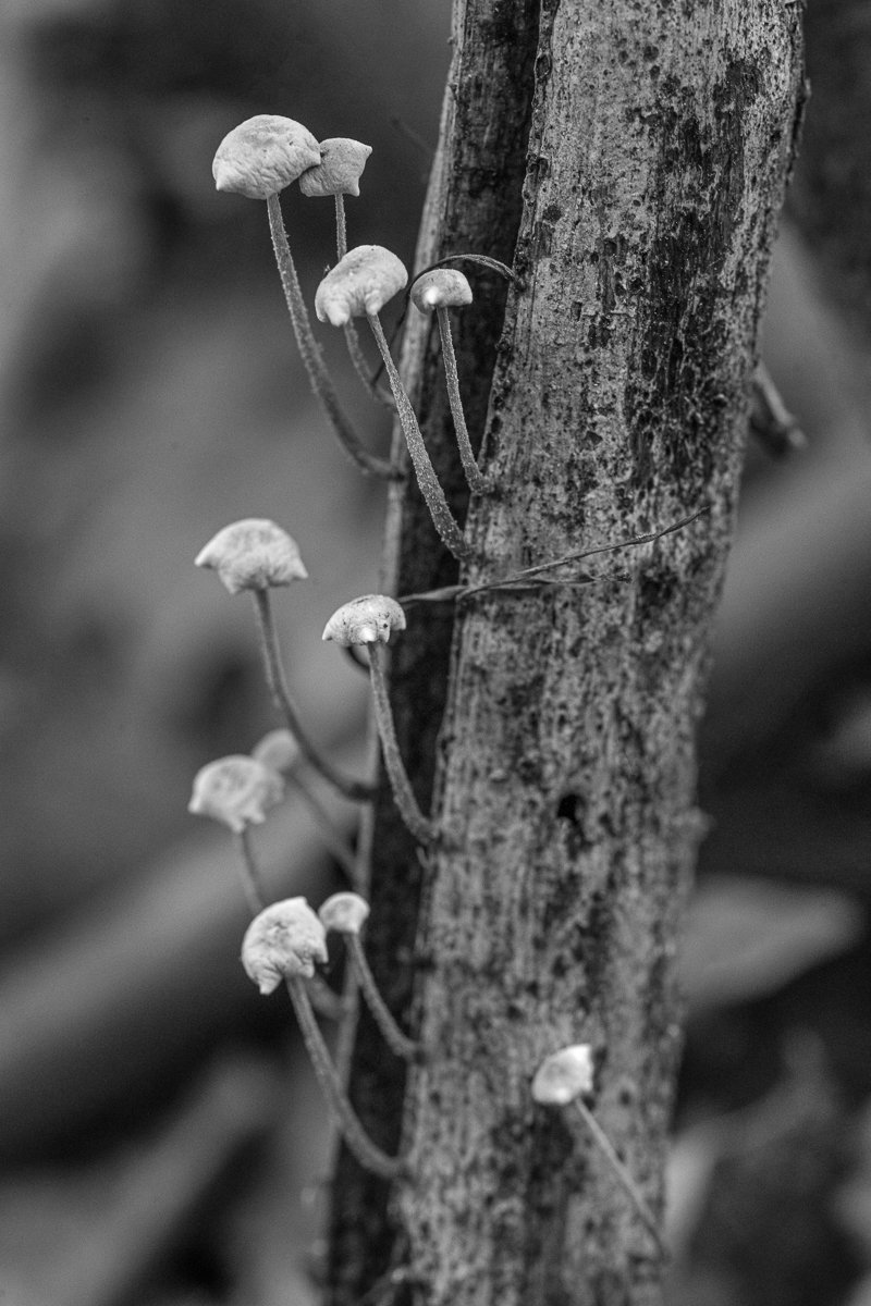 White Fungi on a Tree9826.jpg