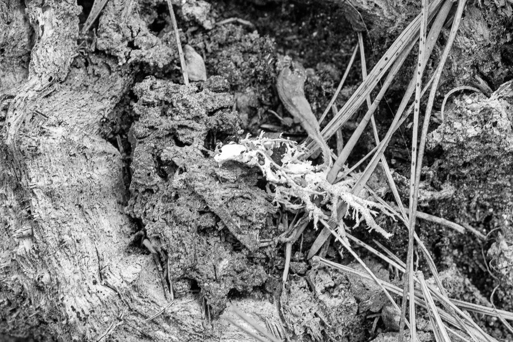 Subterranean Roots and LIchen B&W9765.jpg