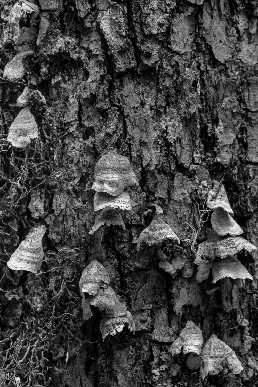 Turkey Tail Fungi on Tree Bark.jpg