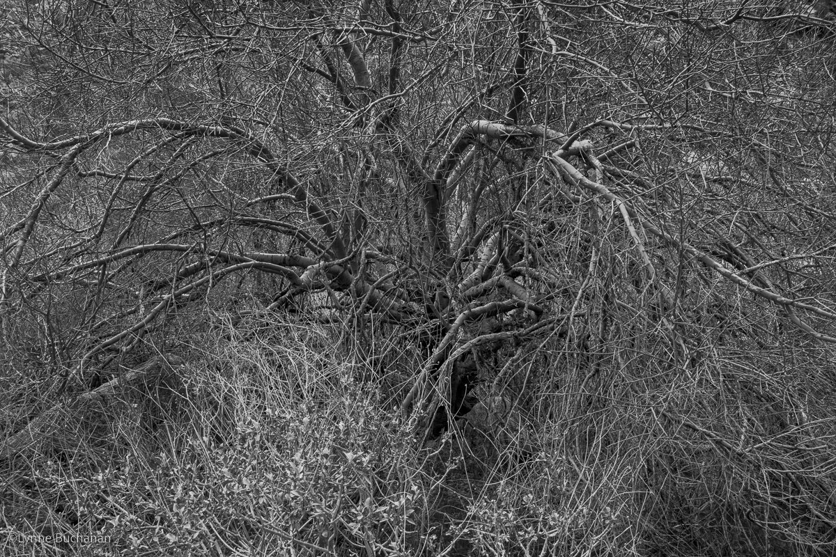 Mesquite and Vegetation in Conversation3015.jpg