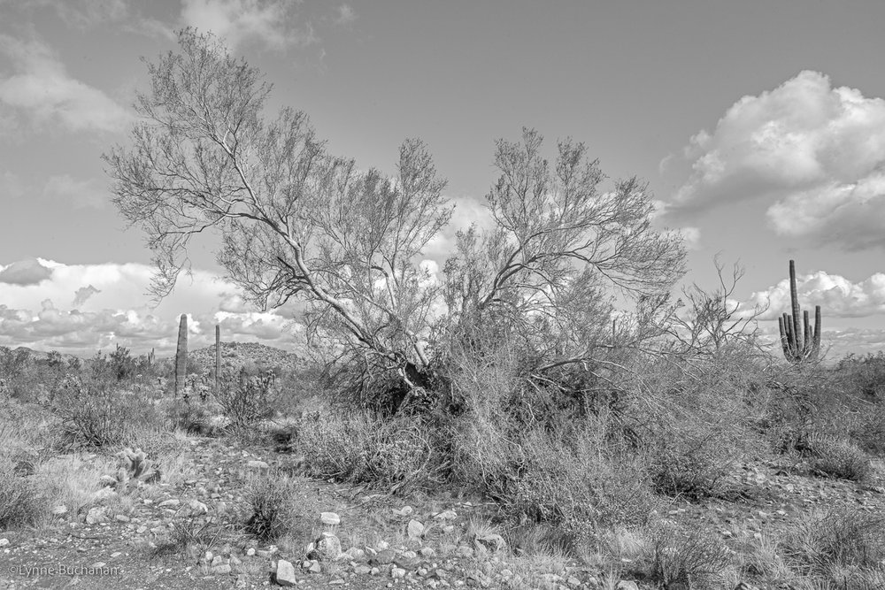Mesquite Tree, White Tank Mountain Regional Park3053.jpg