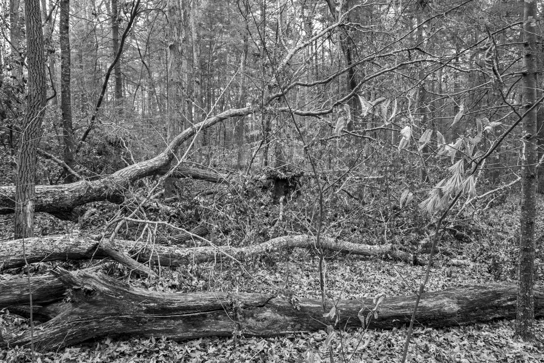 Downed Chestnut Tree, Folk Art Center TrailL1010004 copy.jpg