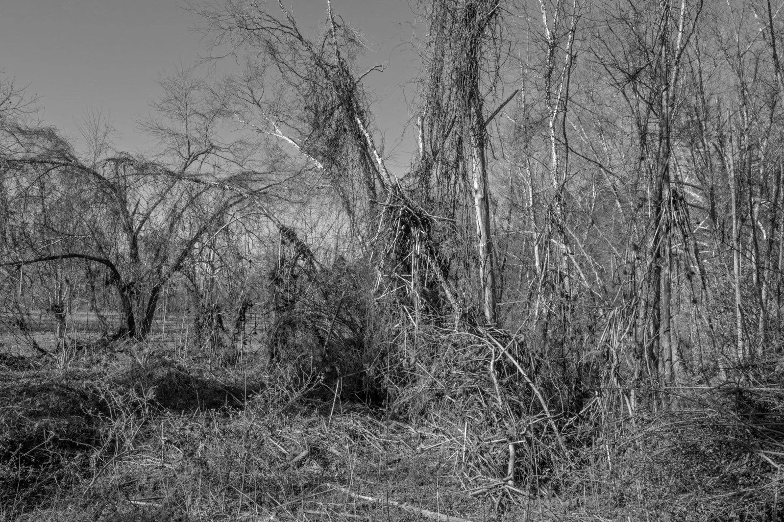 There is Grace in Destruction Too6824.jpg