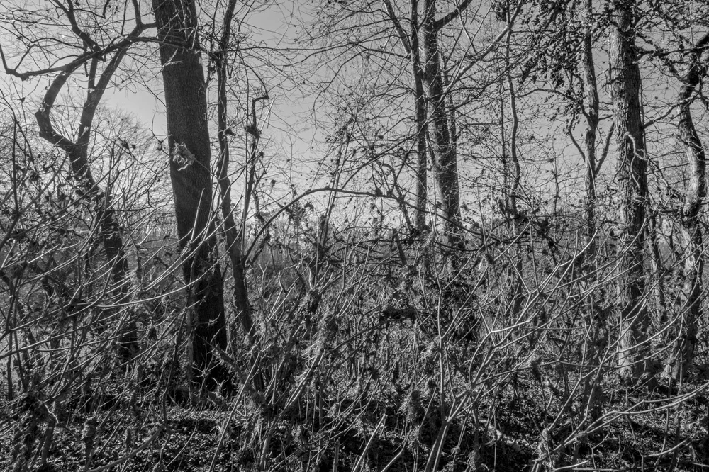 Destruction Dancing in the Light–All is Not Lost6804.jpg