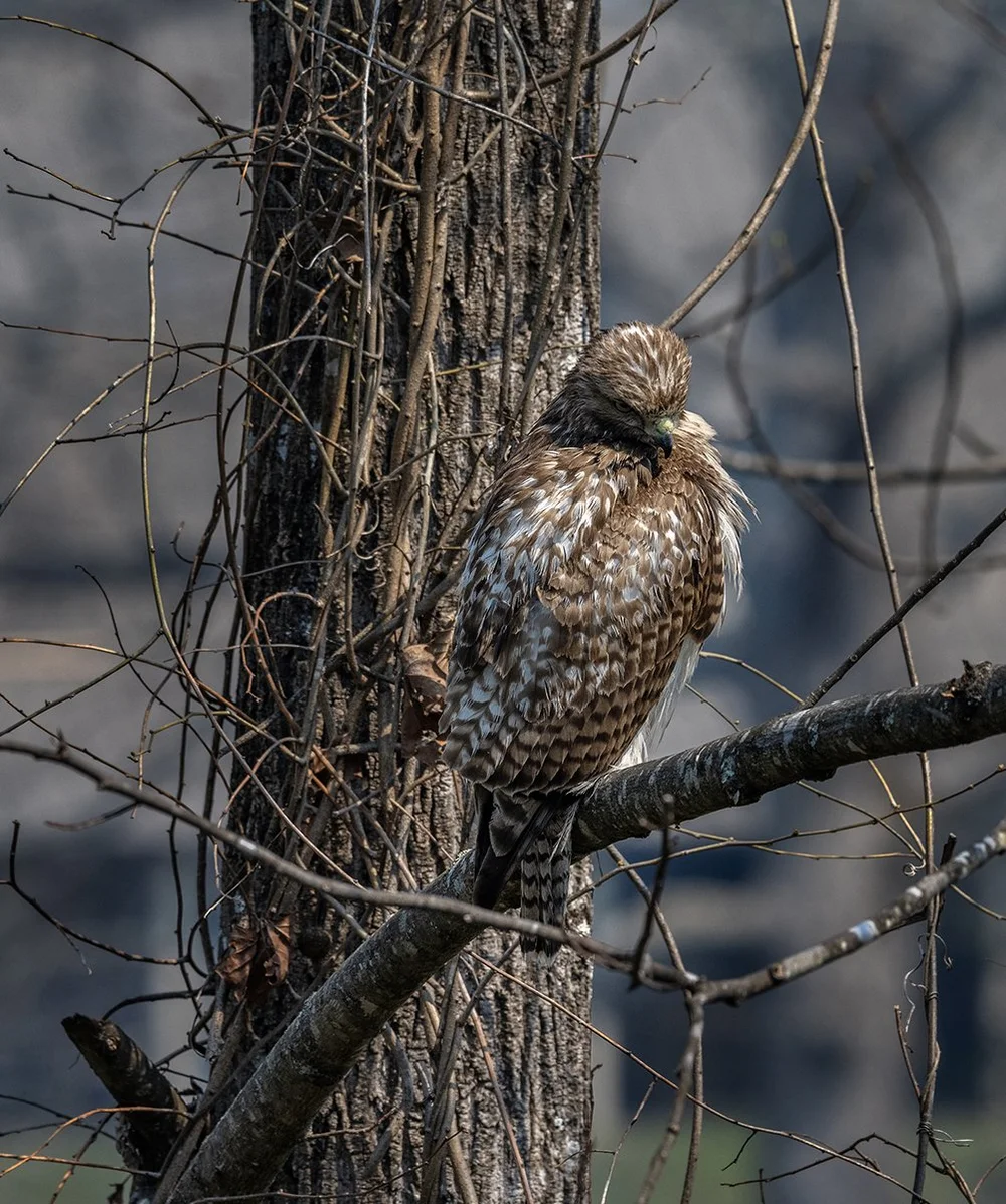 Hawk Trying to Clean Its Feathers8575 copy.jpg
