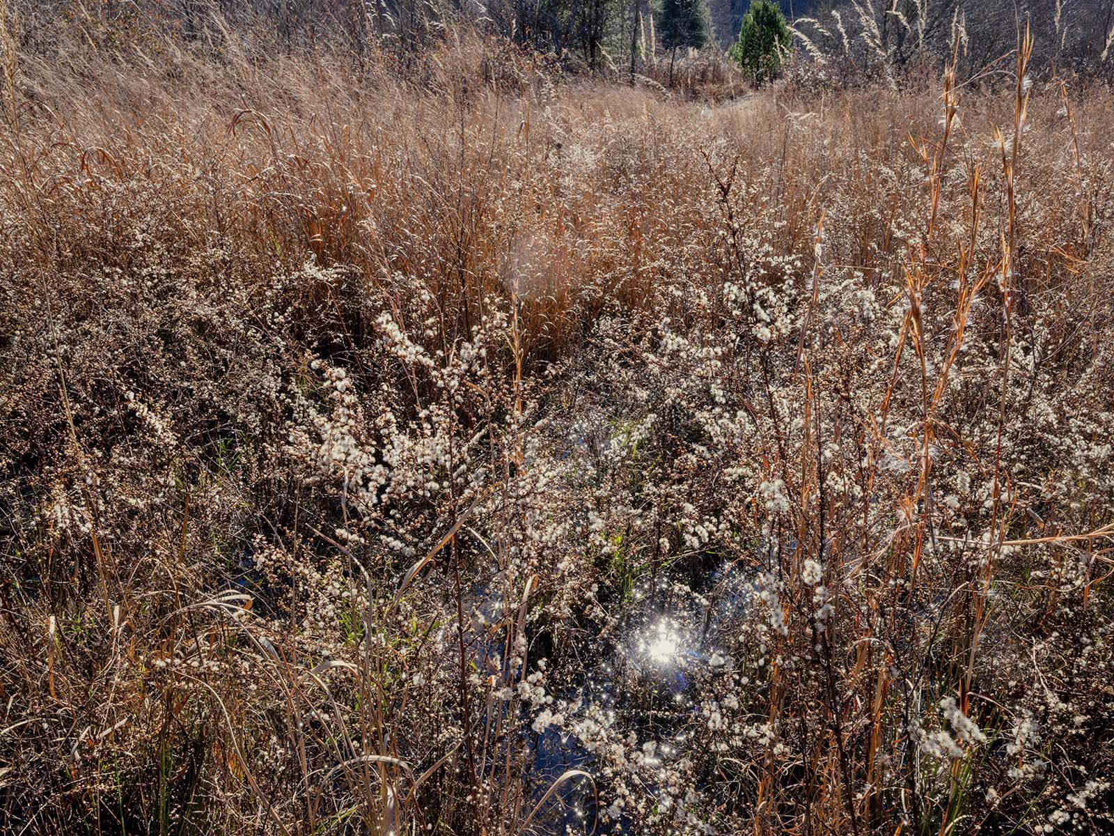 Marsh Vegetation, Pleasantville RestorationF0494 copy.jpg