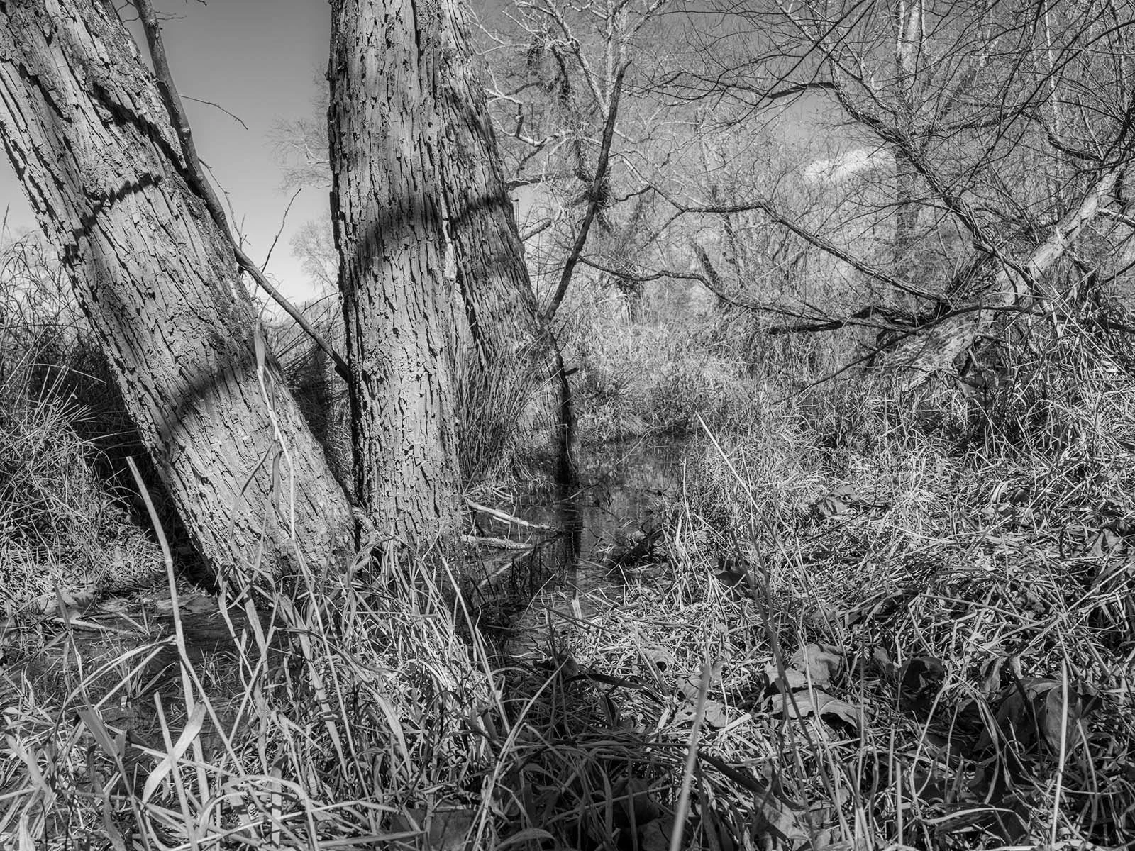 Chaos and Order Along the Creek, Pleasantville RestorationF0524 copy.jpg