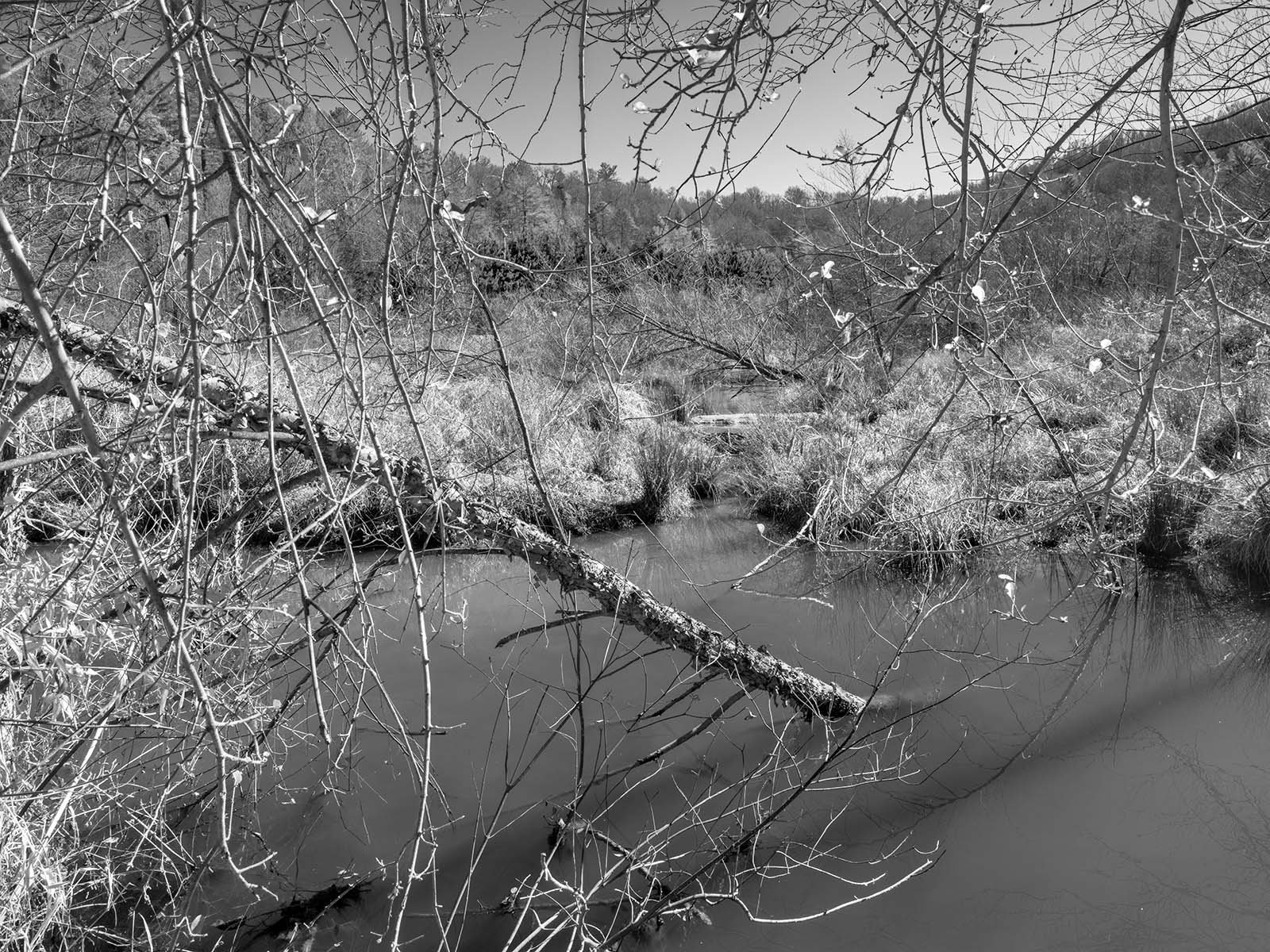 Looing Through the Falling TreesF0514 copy.jpg