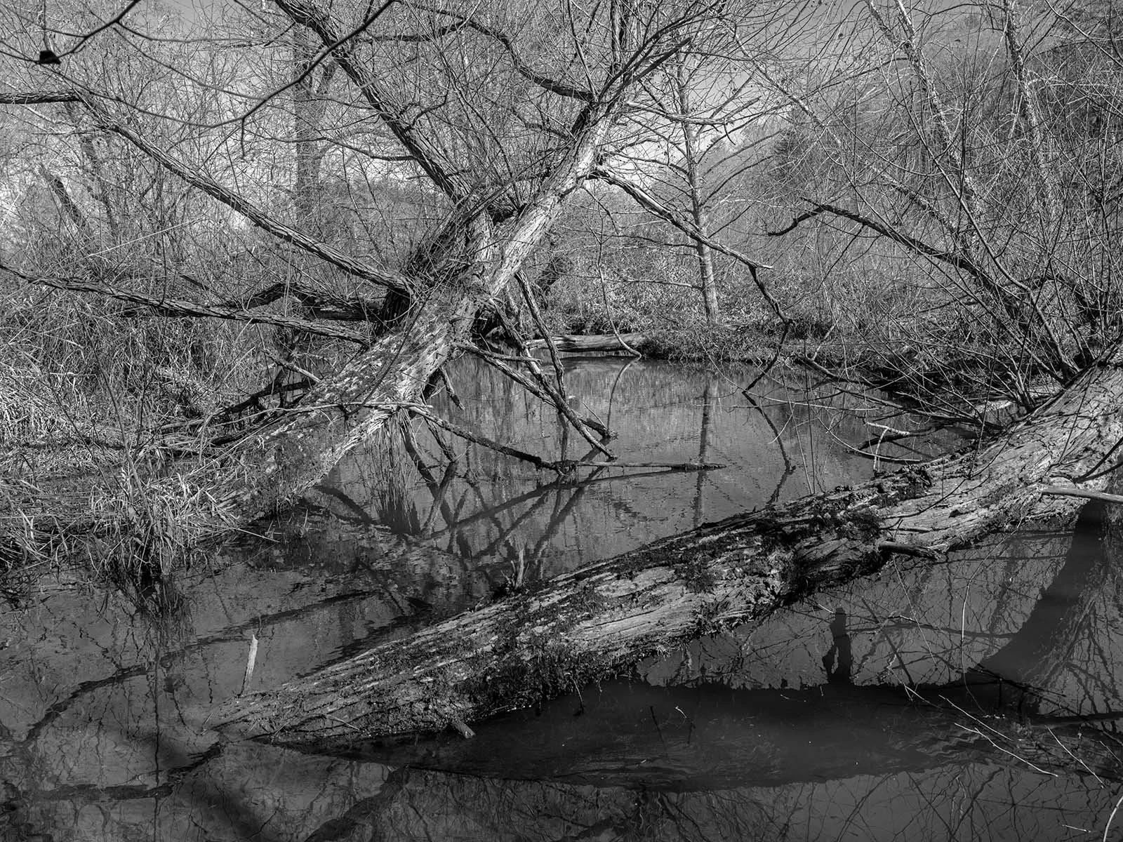 The Geometry of Falling TreesF0527 copy.jpg