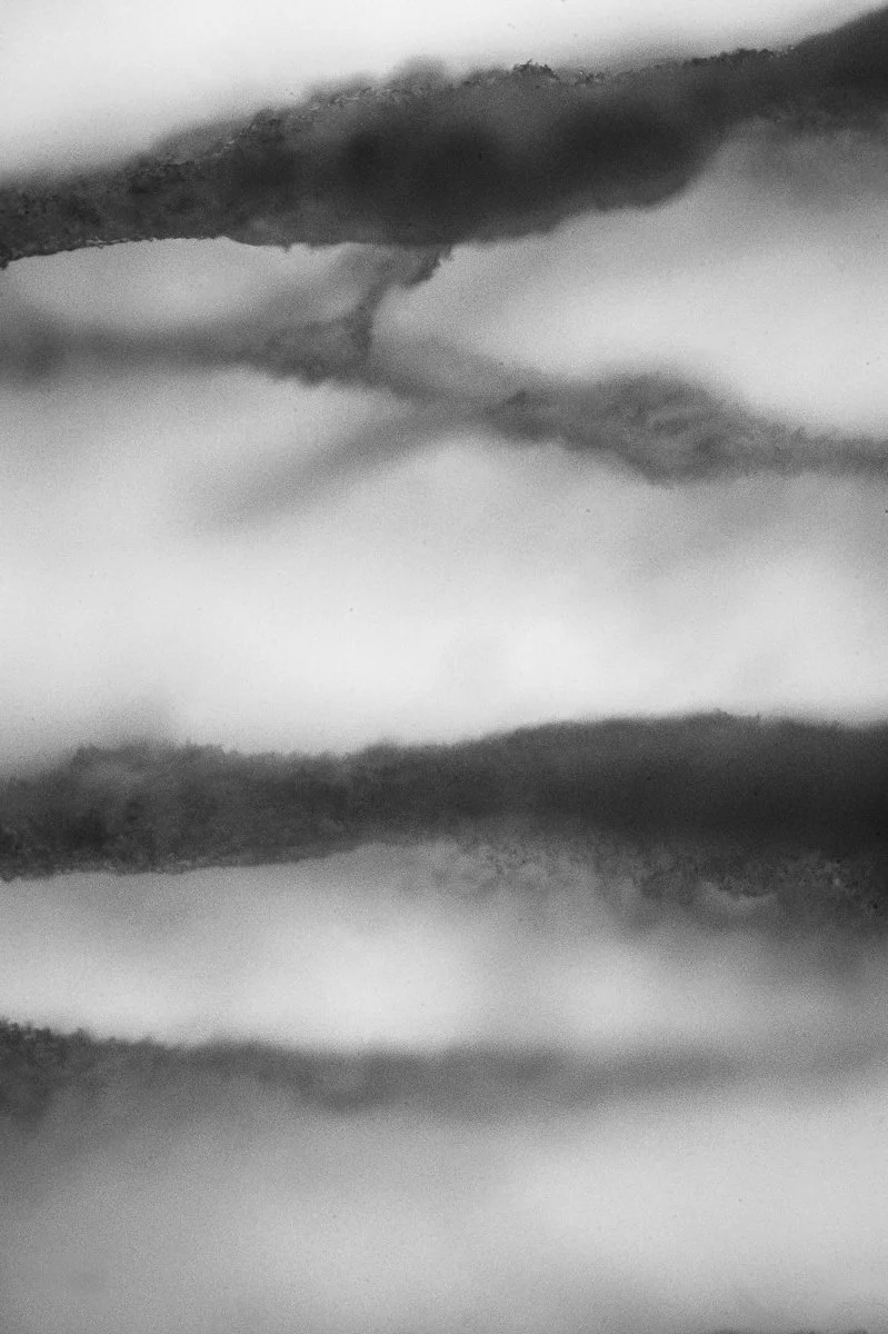 Black and White Atmospheric Landscape, Shitake MushroomC6881.jpg