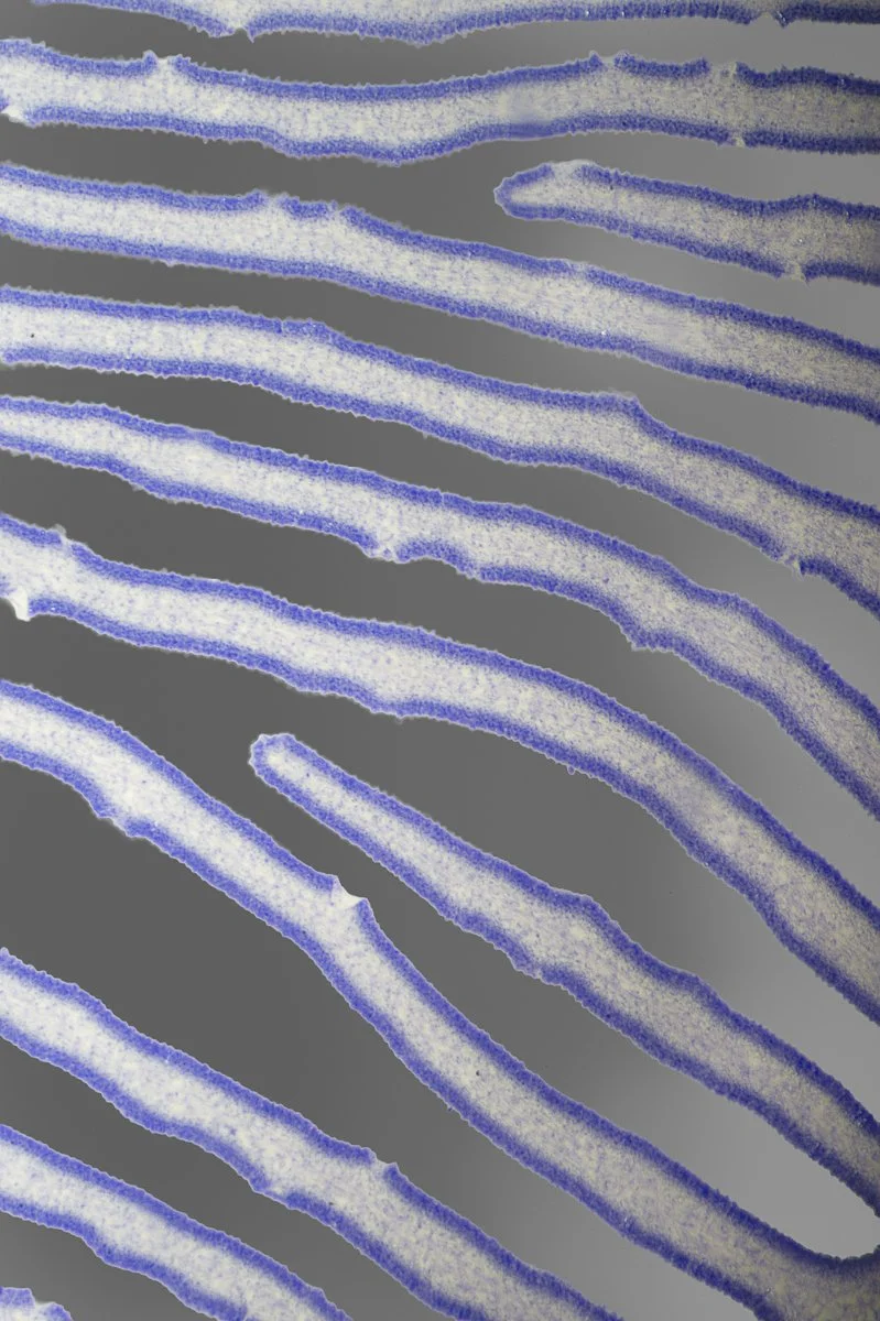 Copernicus Fungi Spores Method B Polarized2026-08-04 16-37-18 (B,R14,S10).jpg