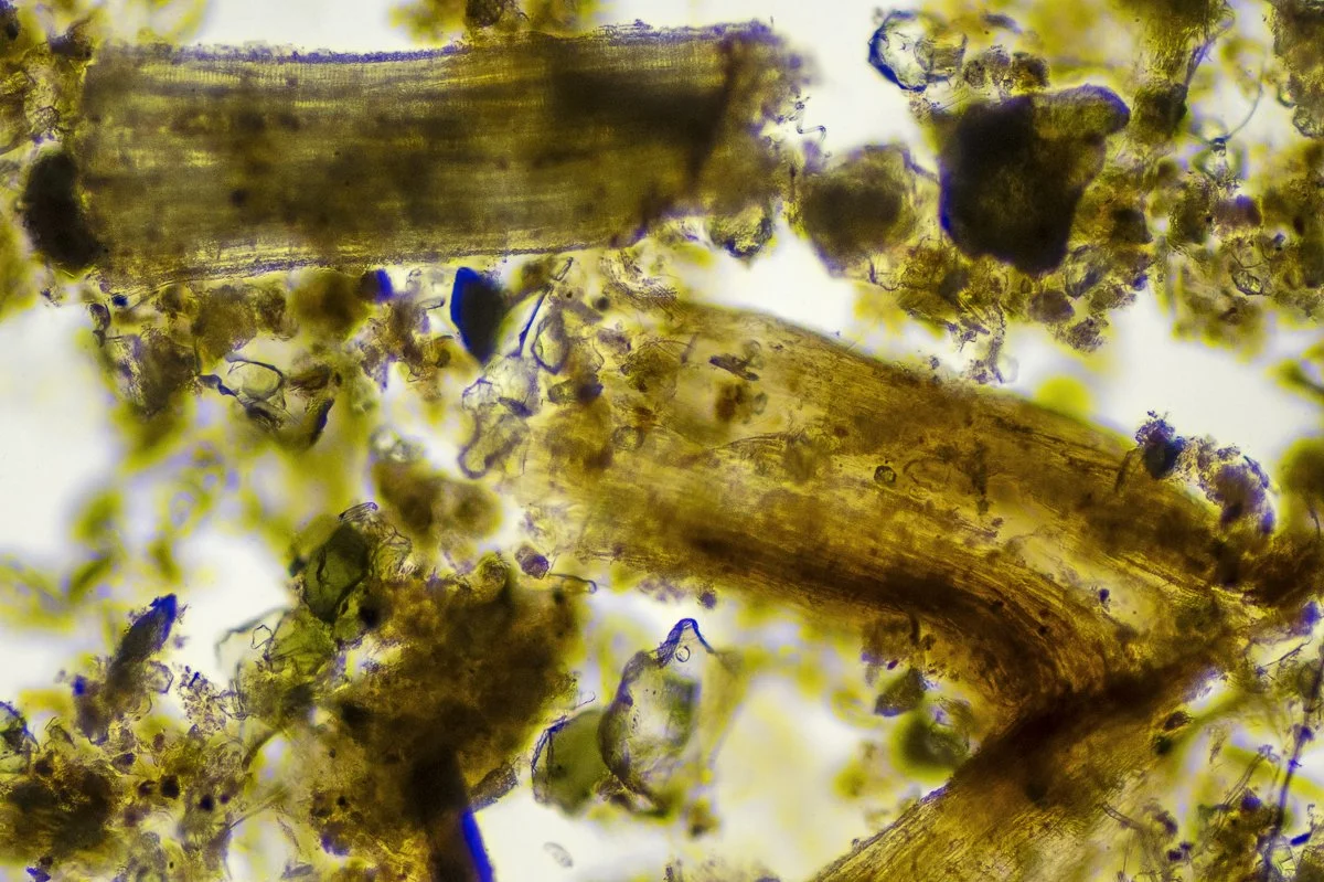 Curtist Creek Teeming with Lifeforms_004.jpg