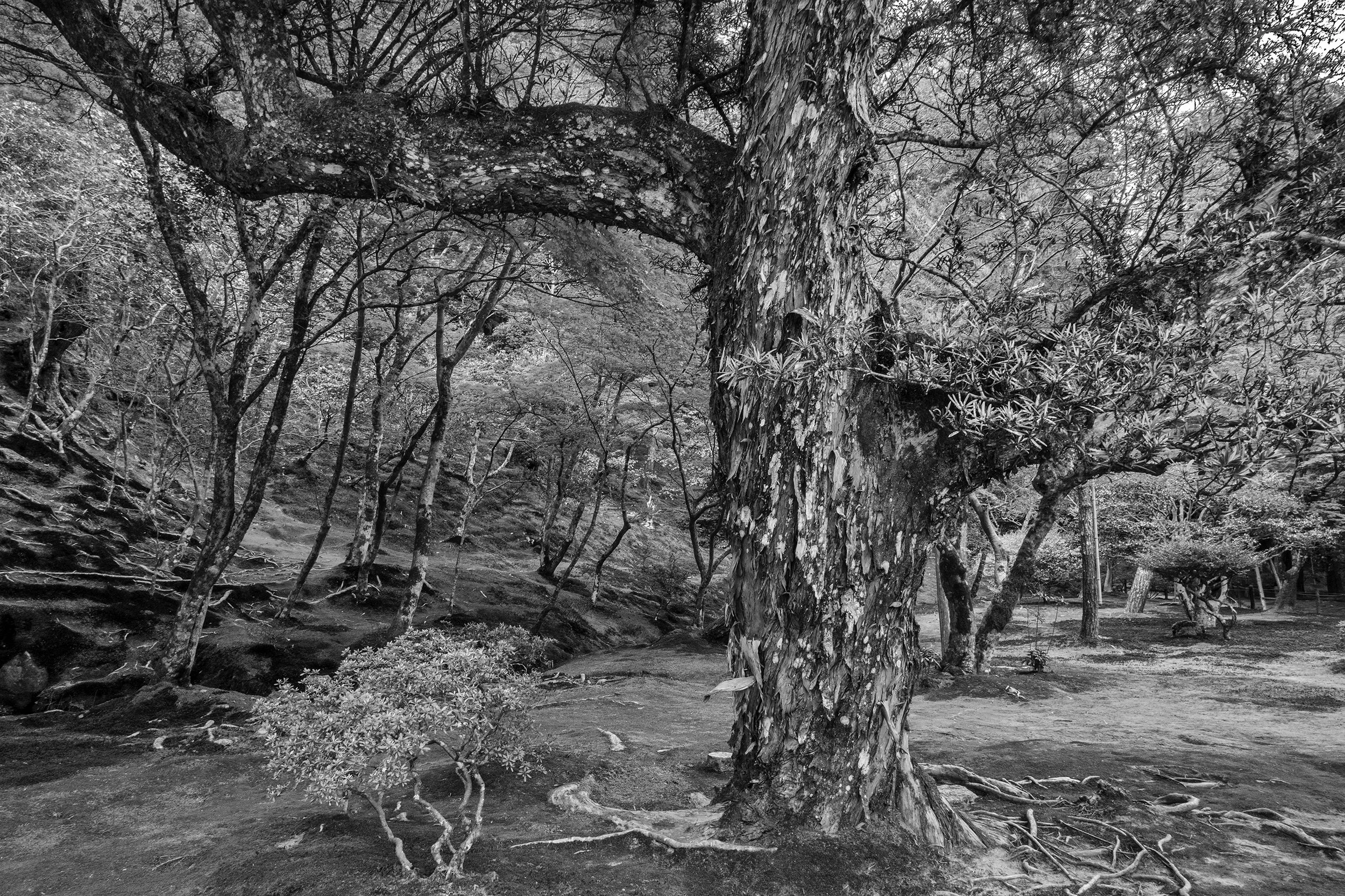 5. Ancient Tree, Silver Pavillion, Kyoto.jpg