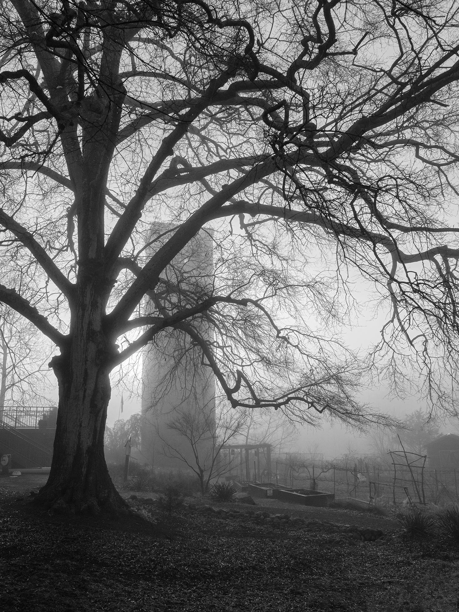 8.. Tulip Tree and Mill Tower Ruin, Goodall Center.jpg