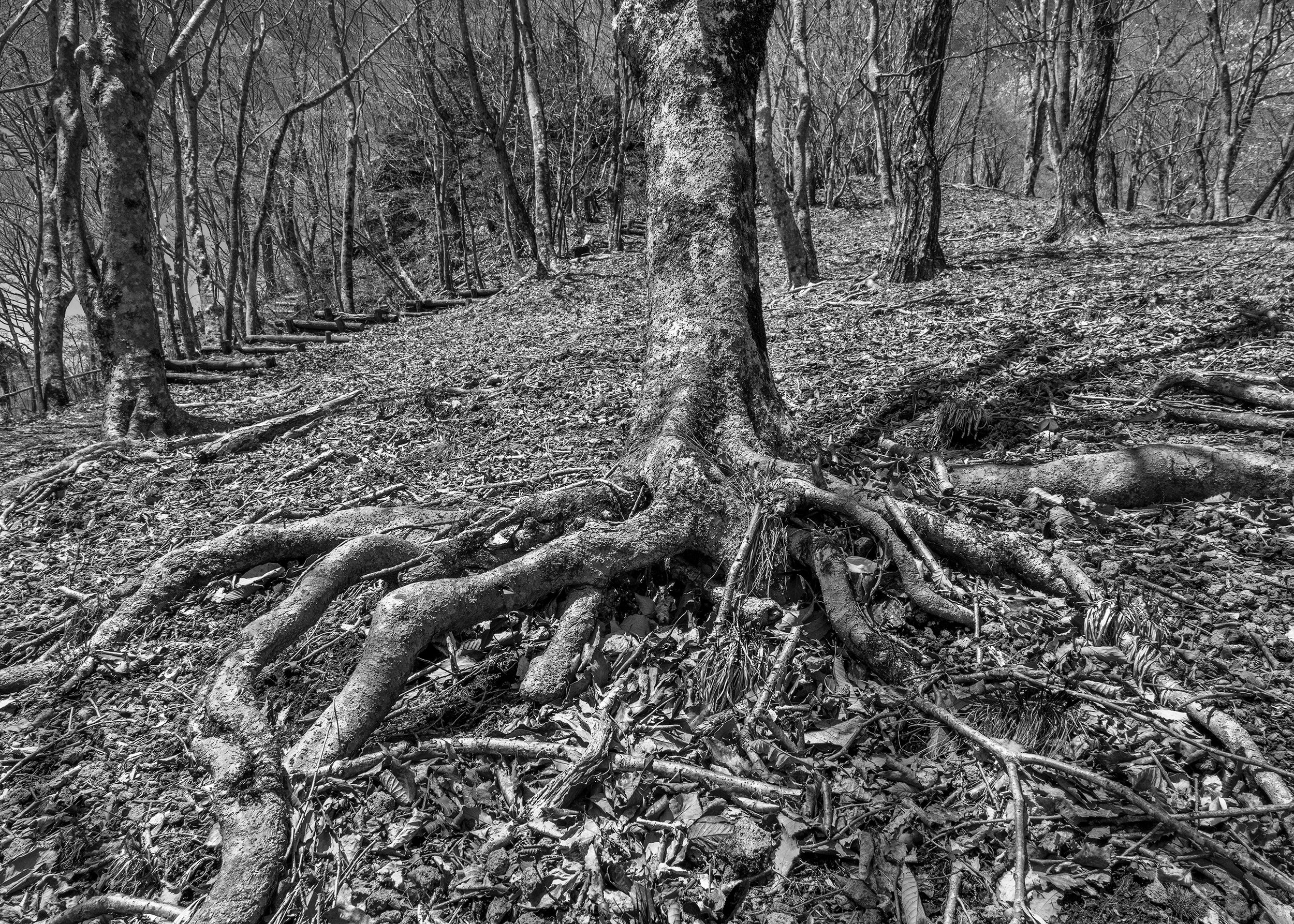 17. Roots and Steps.jpg
