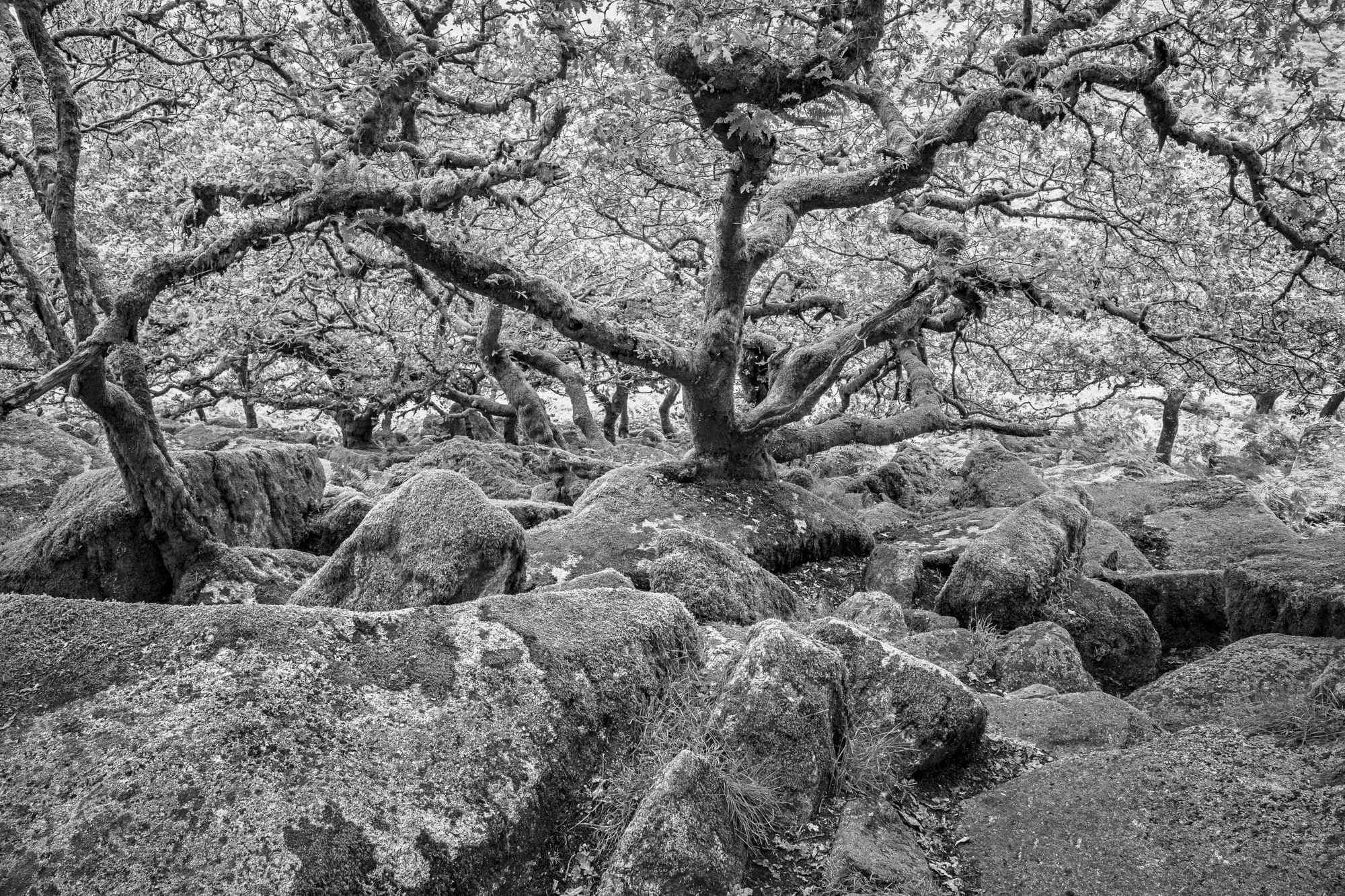 12. Wistman's Wood-Dartmoor.jpg