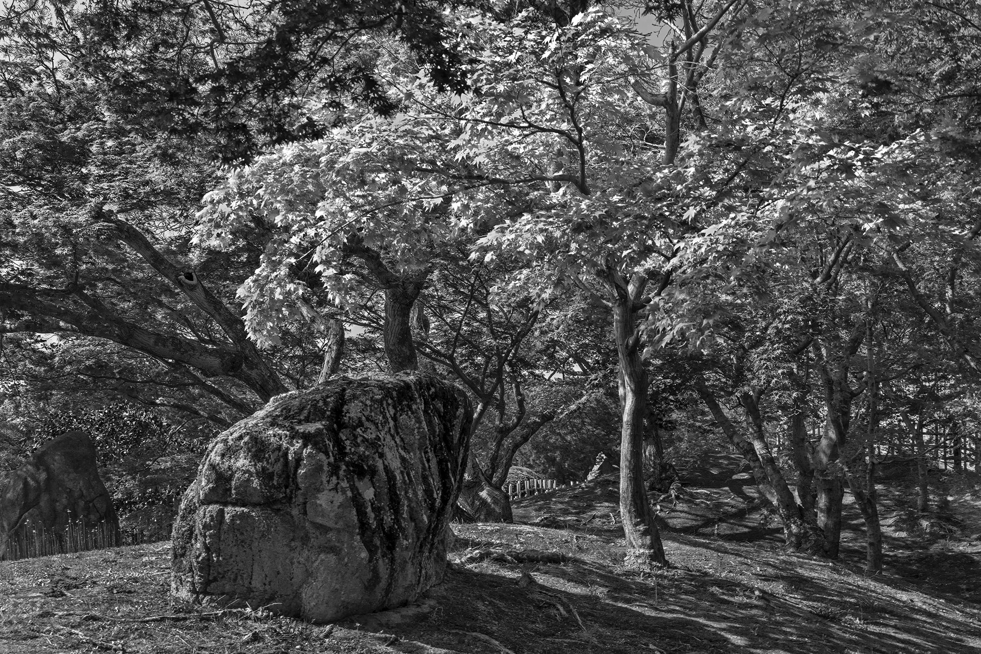 16.Japanese Maple and Rock in Conversation.jpg