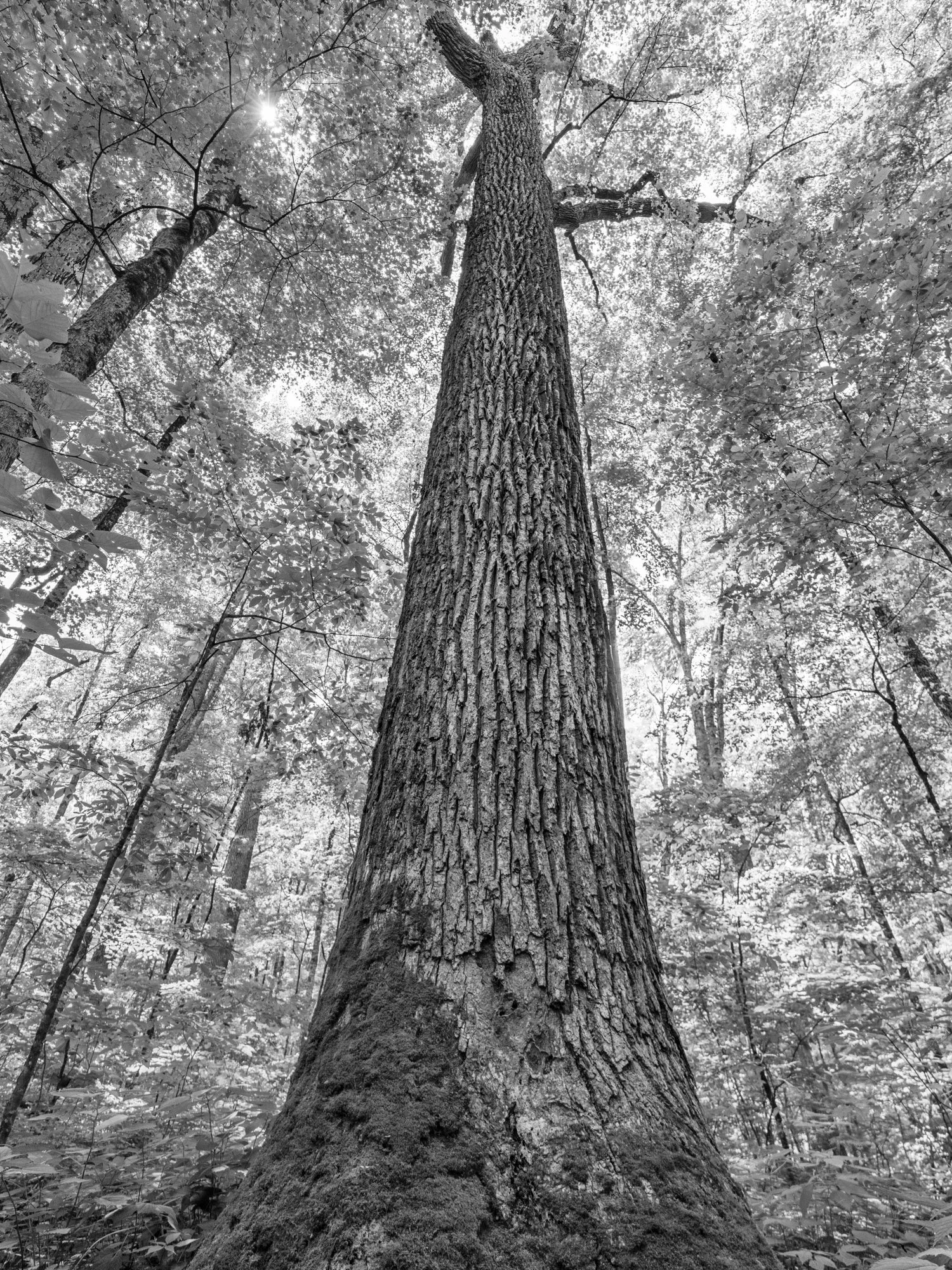 4. Towering Presence, Joyce Kilmer Memorial Forest .jpg
