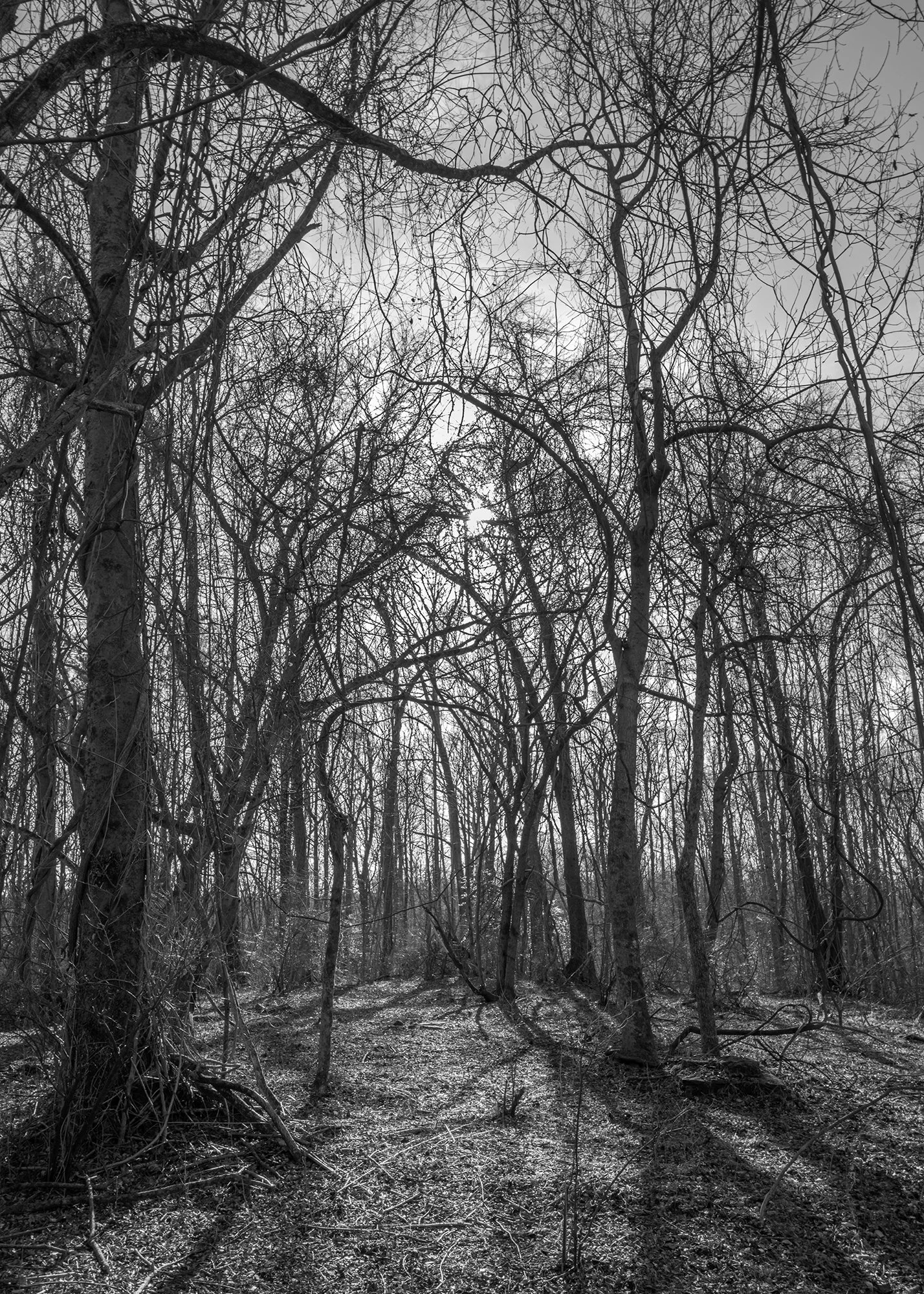 3. The Setting Sun Amid the Wisteria Vines6 x 9%22.jpg