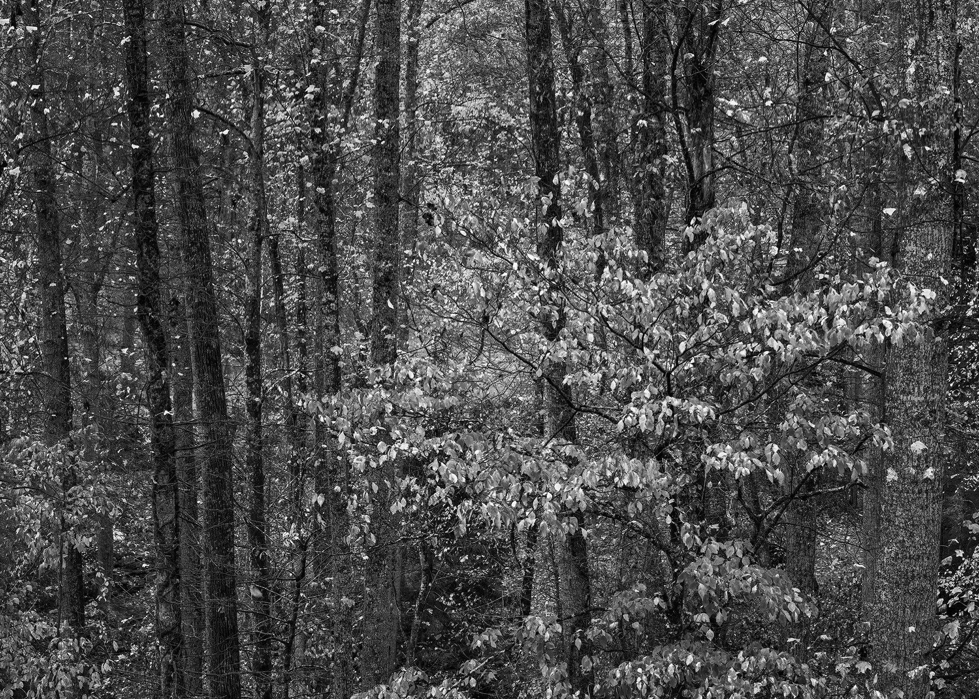 2. Falling Leaves 12 x 9.jpg