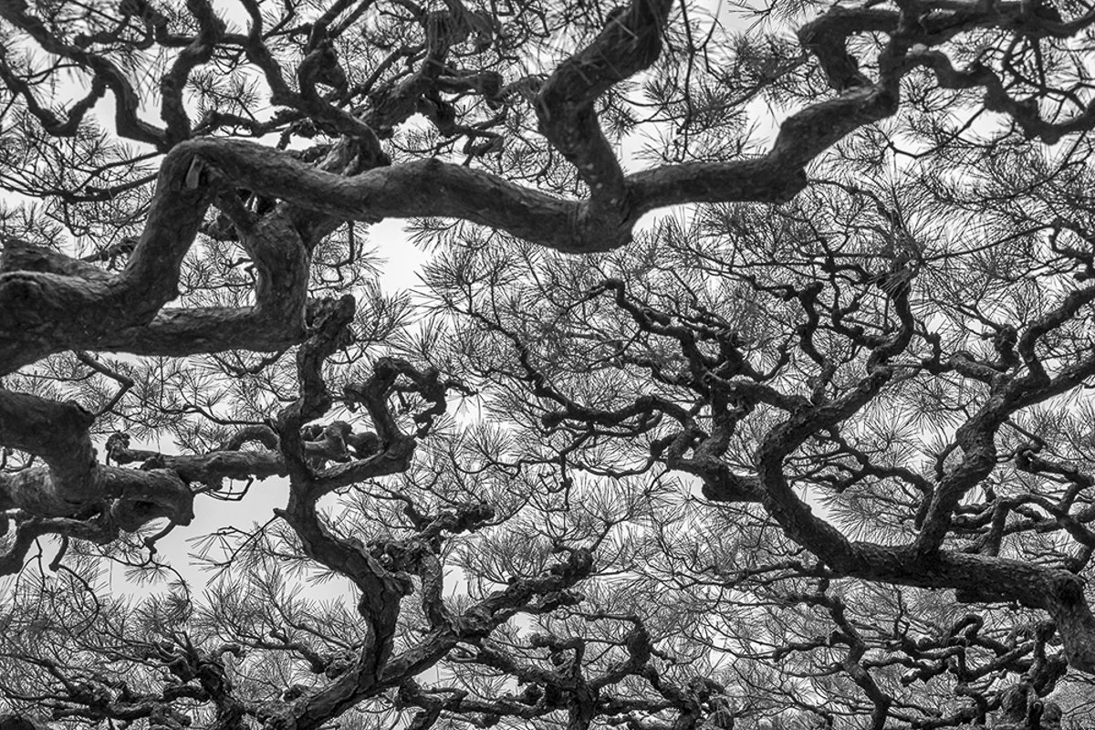 18.BuchananLynneAncient BlackPineCanopy,RitsurinGarden.jpg