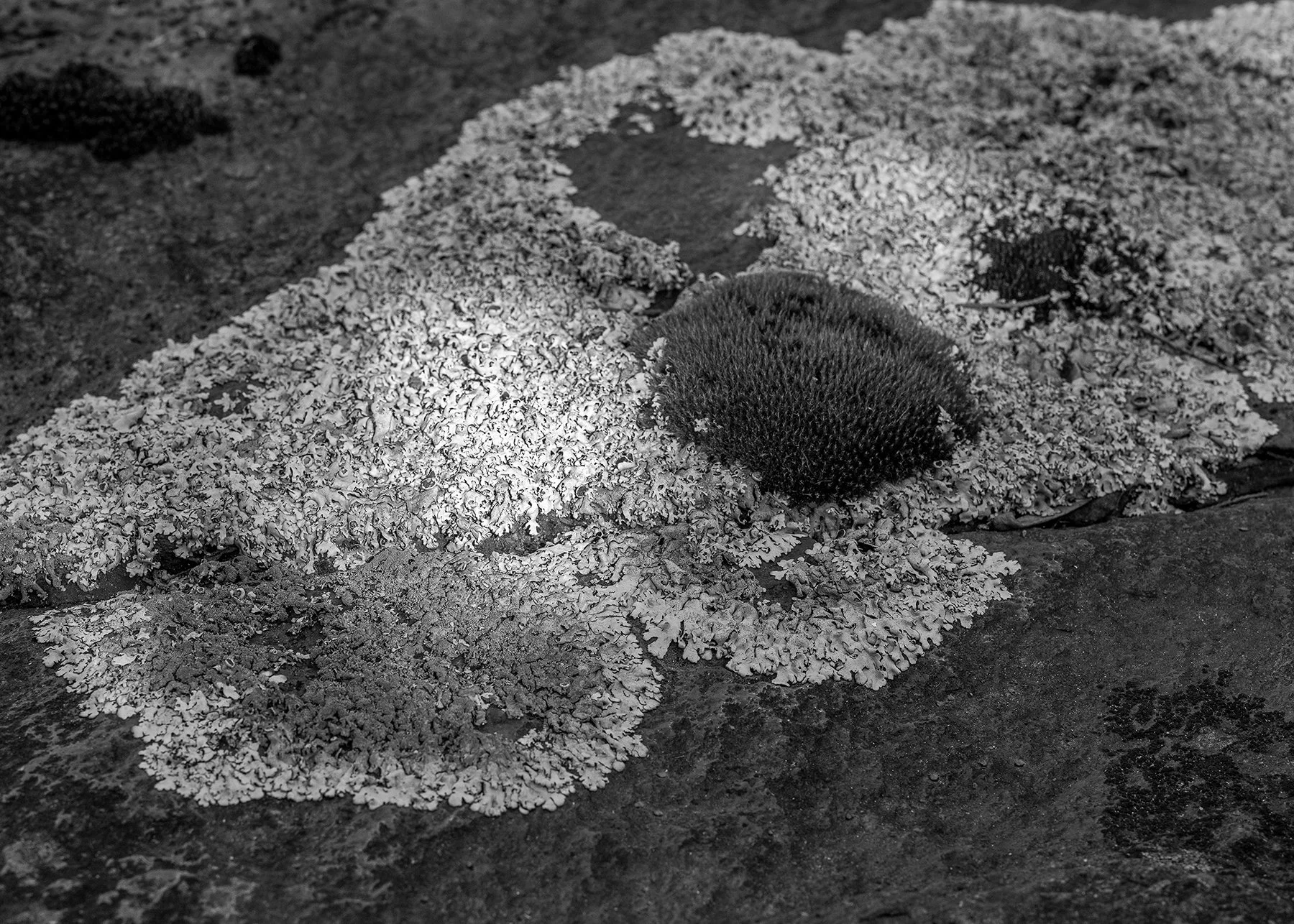 21 Lichen in the Light.jpg