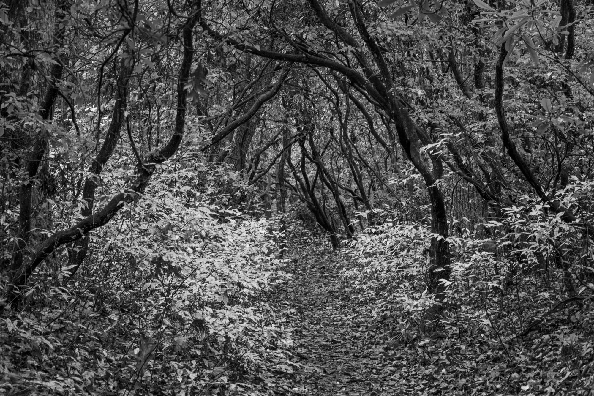 11. .Protected, Path Through the Rhododendrons.jpg