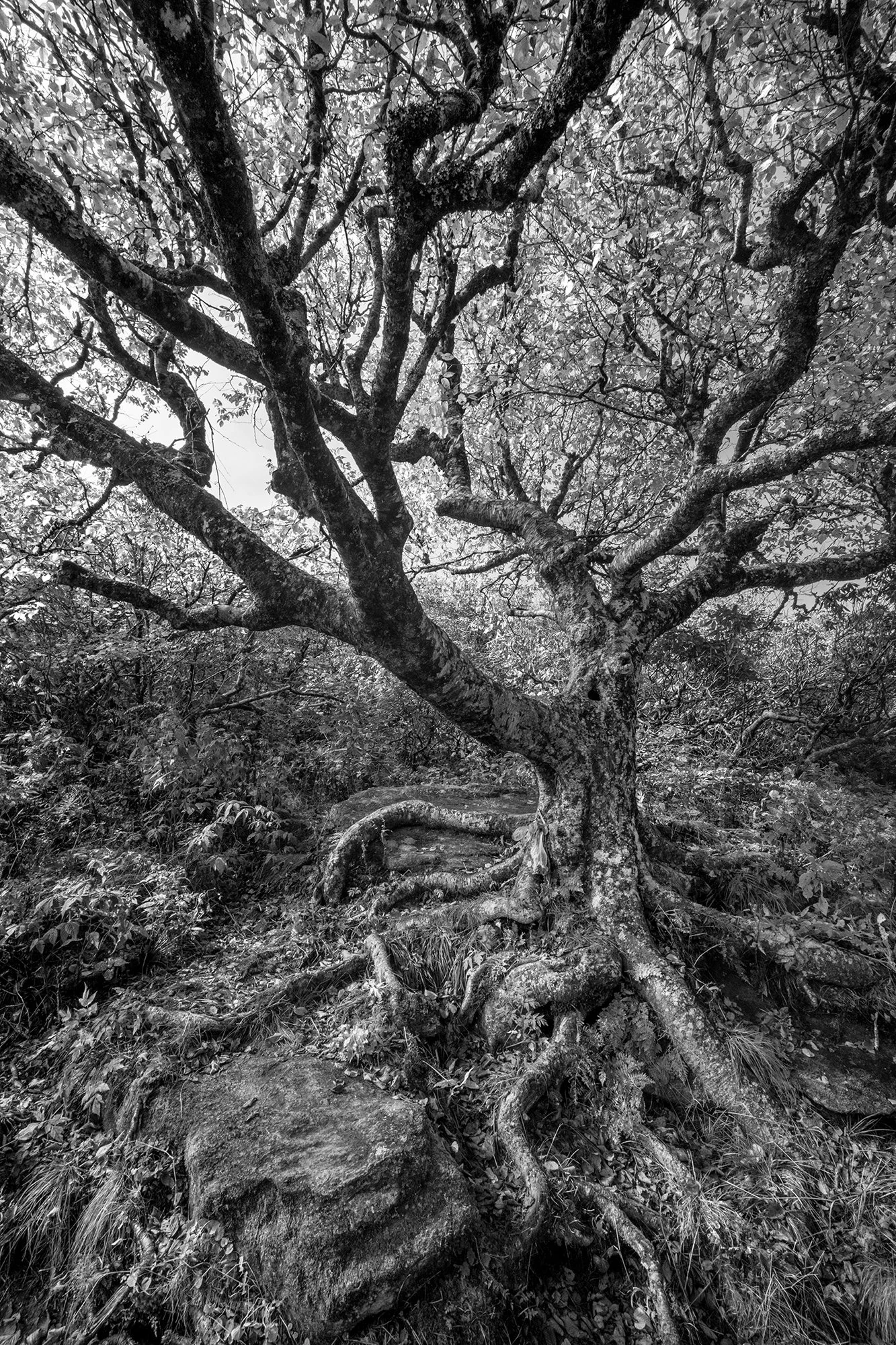 1. Craggy Gardens Ancient Tree 8 x 12%22 .jpg