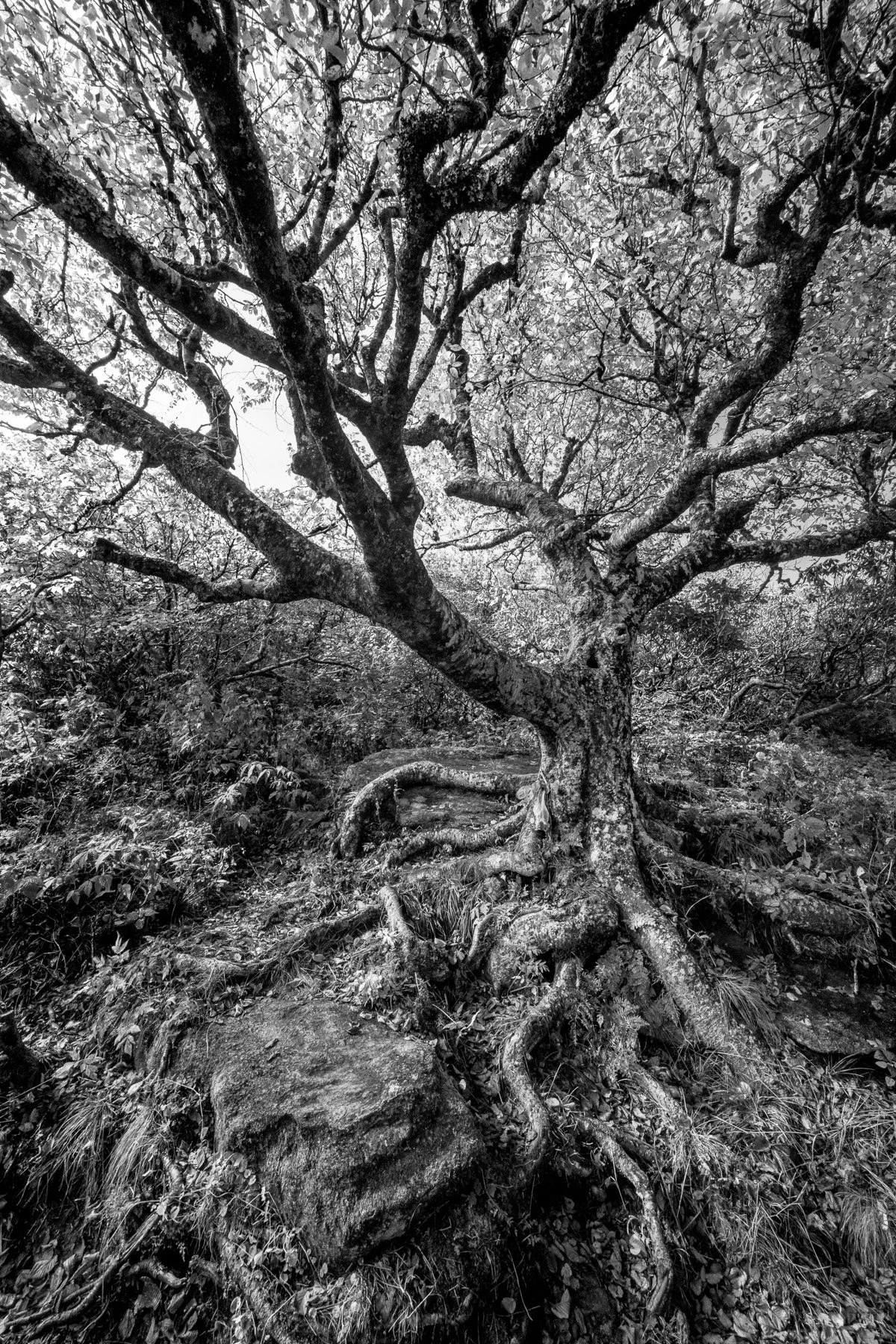 02_LynneBuchanan_Craggy Gardens, Ancient Tree Tree.jpg