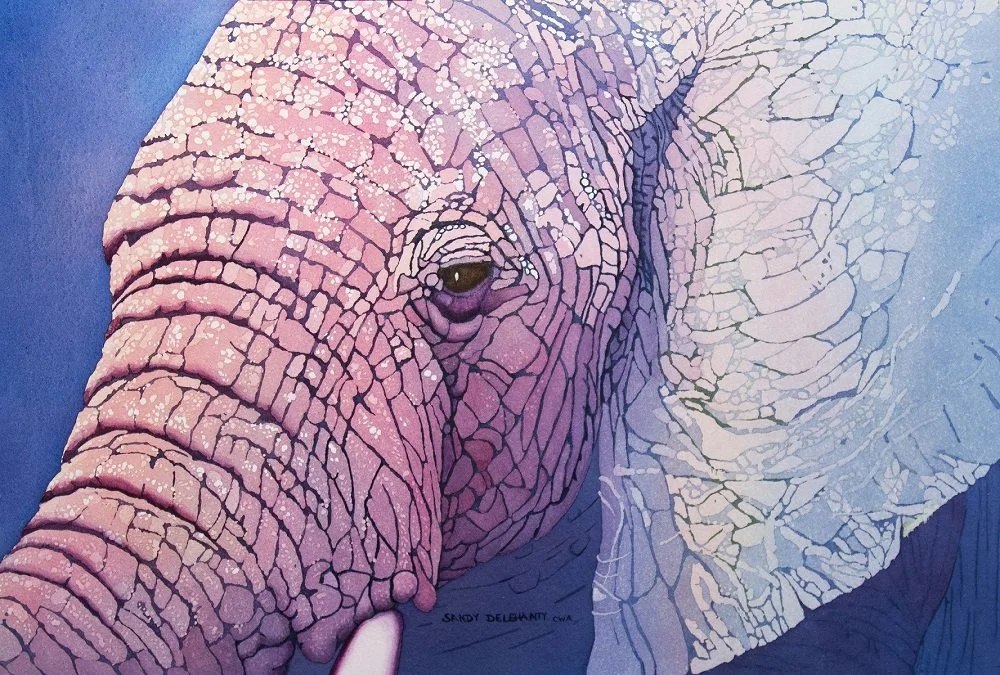   “Pink Elephant”    Watercolor   12” x 18” 