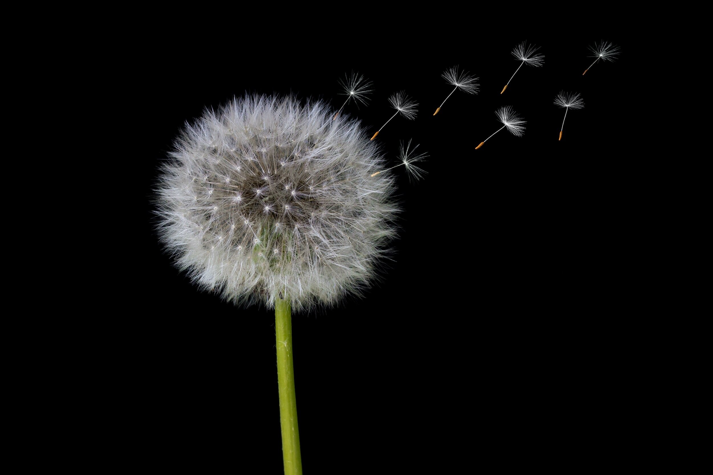Seeds