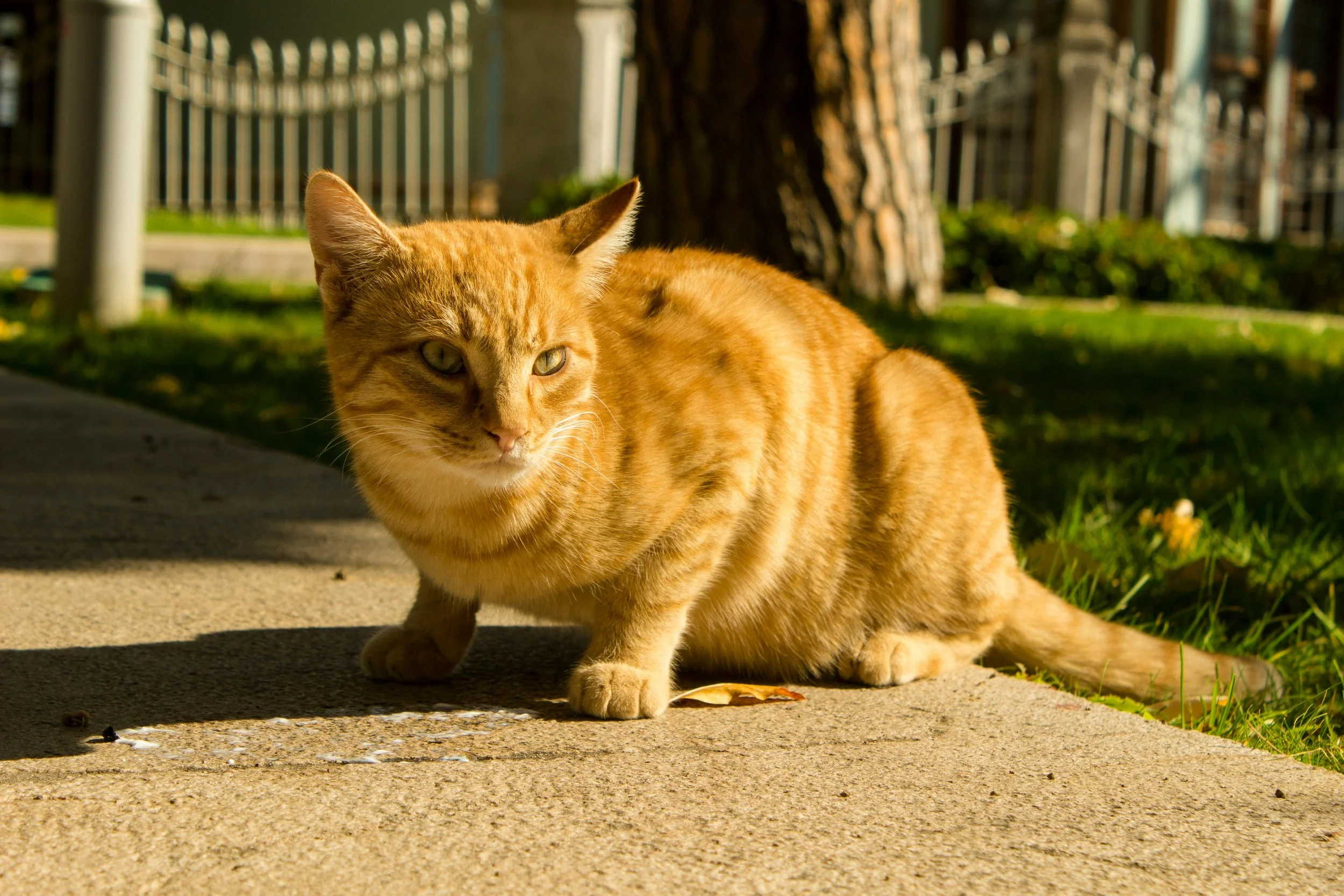 Geneseo Cat Tour