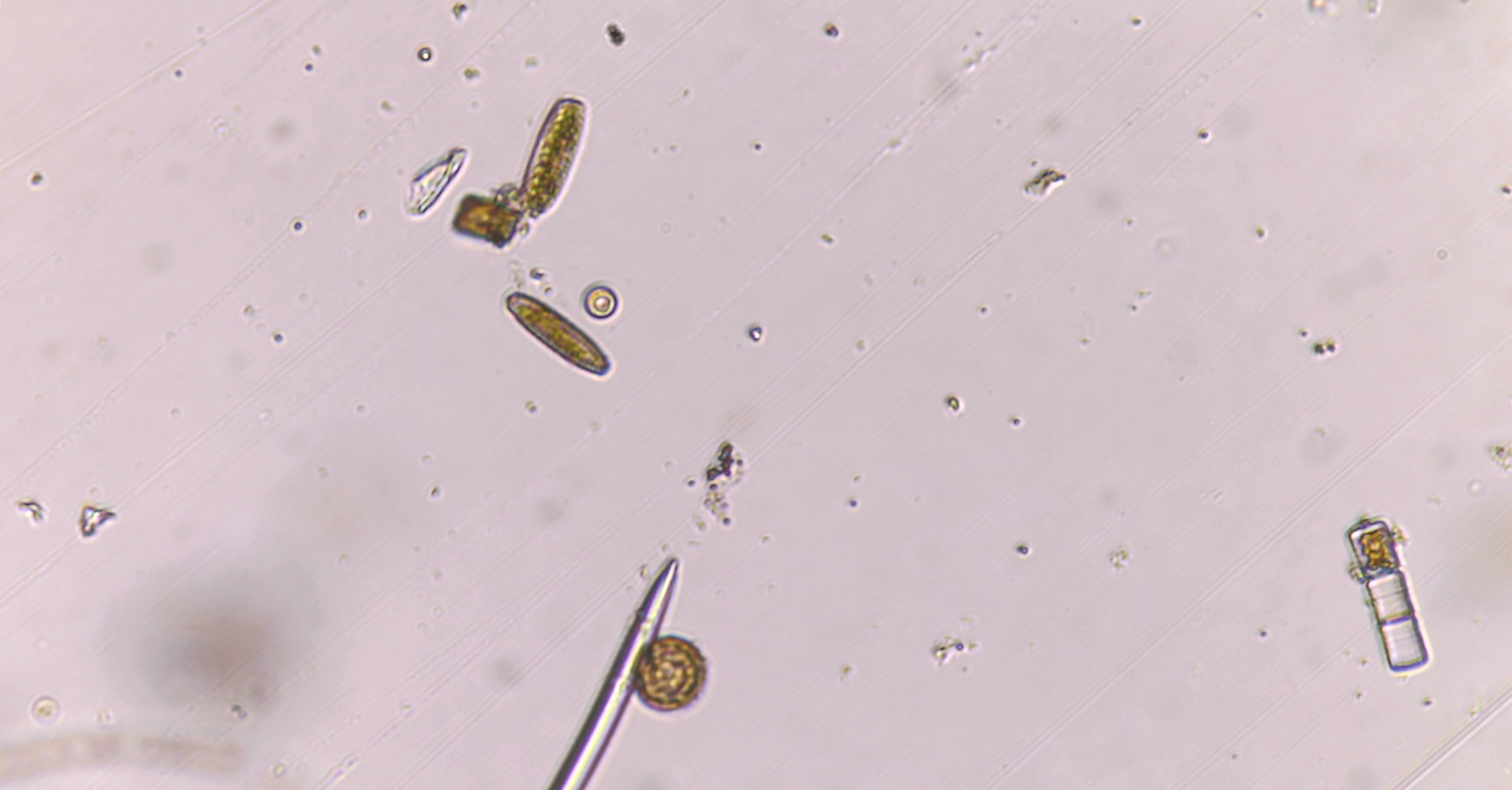 Plankton workshop in Paris 