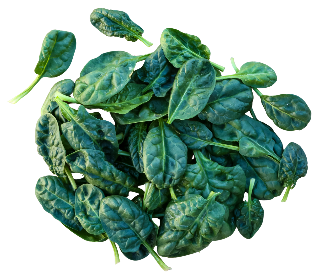 Bloomsdale Spinach