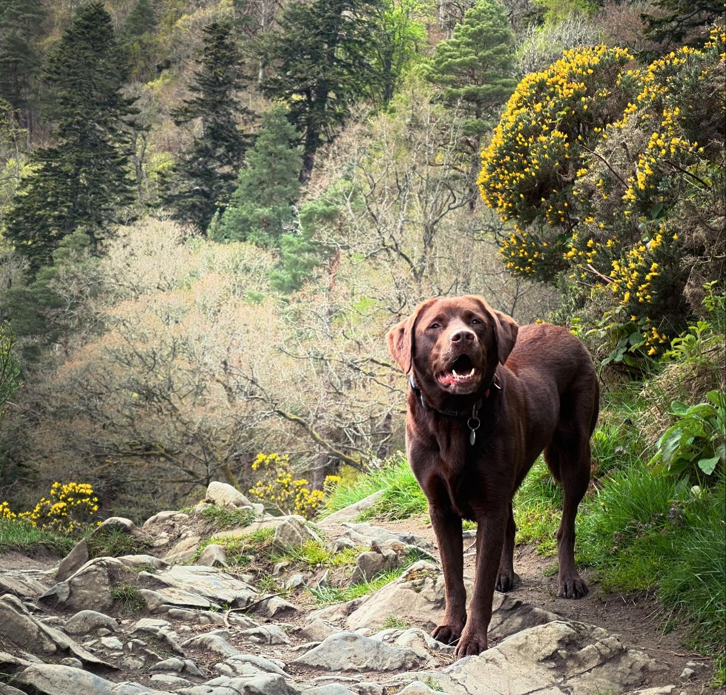 The loyalist of companions. Such a big part of our family and a few months back someone referred to me as &ldquo;The smart Funeral Director with the chocolate Labrador!&rdquo;. 
Reputation is everything especially as a small business. 

#labrador #do
