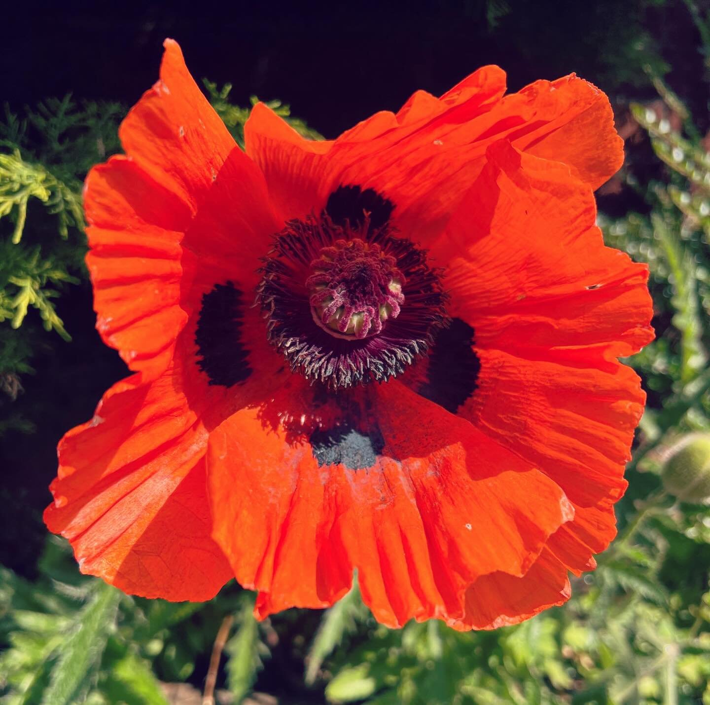 Remembrance Sunday 2024

#remembrancesunday #funerals #funeral #funeralservice #funeralservices #farewell #funeraldirector #myfuneralwishes #attentiontodetail #personalised #individual #personalservice #grief #griefandloss #bereavement #cremation #bu
