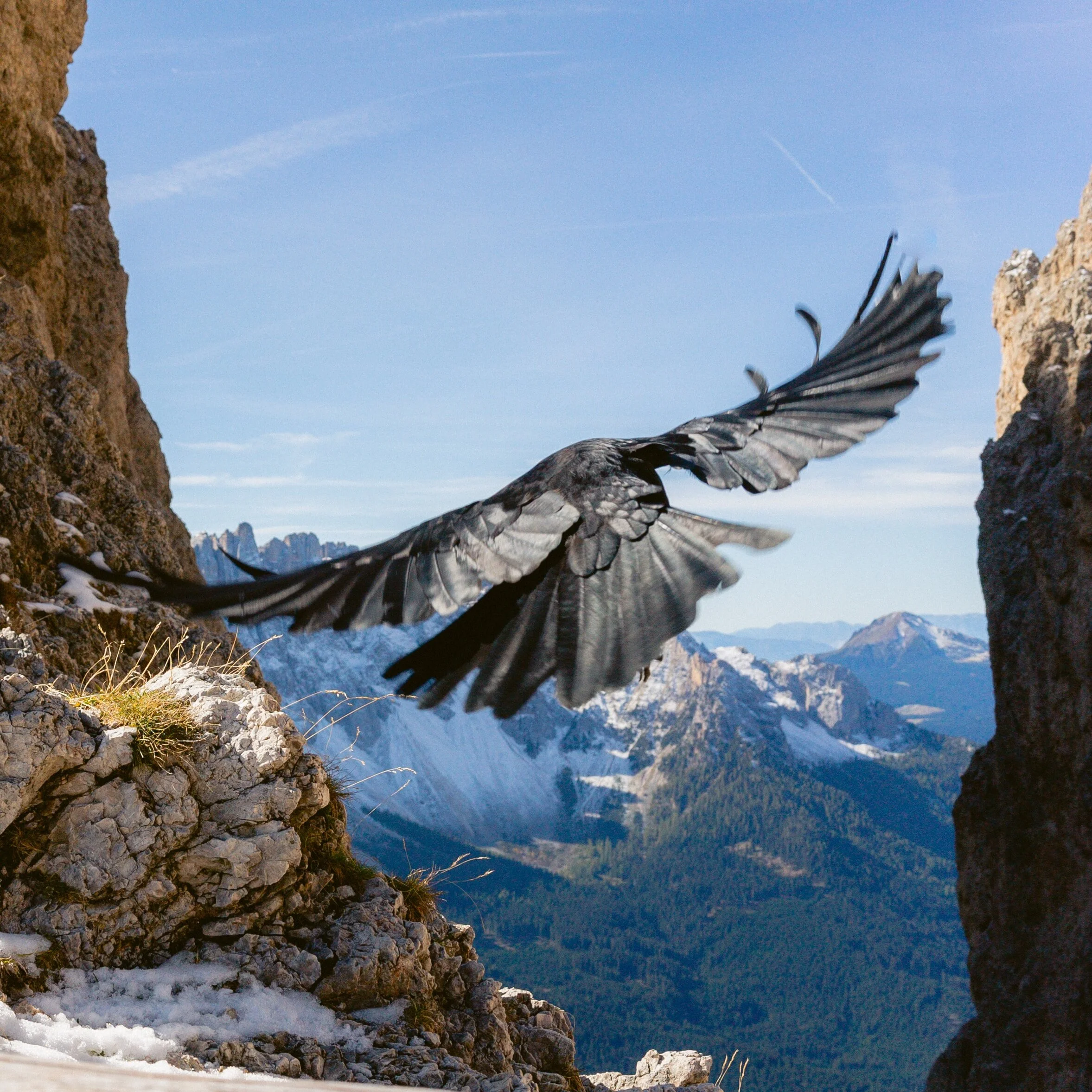 A bird with black and gray feathers flying between rocky mountain cliffs with snow and distant mountain peaks in the background under a blue sky.