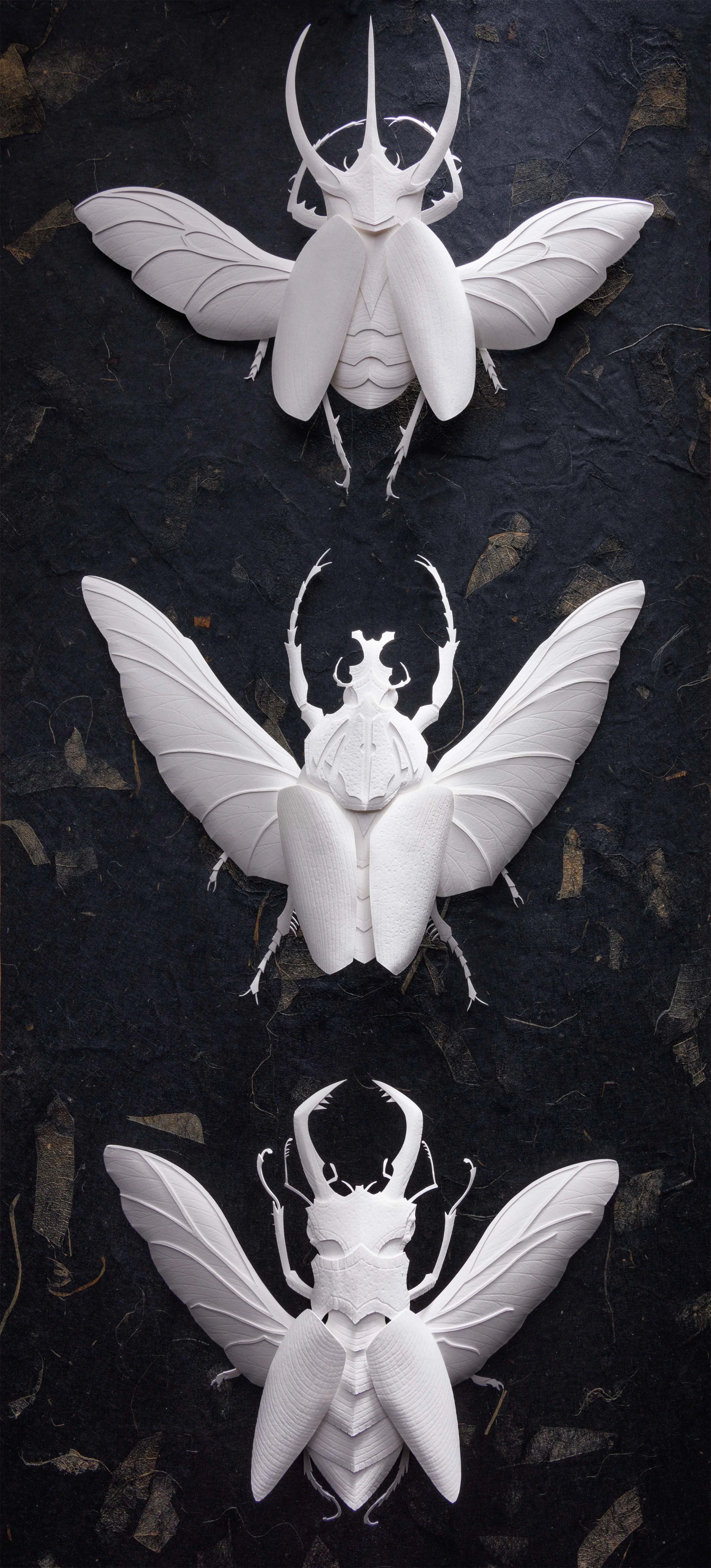 Coleoptera: Dynastinae (Rhinocerus Beetle), Goliath Goliatus (Goliath Beetle), Lacunas Cervus (Stag Beetle)