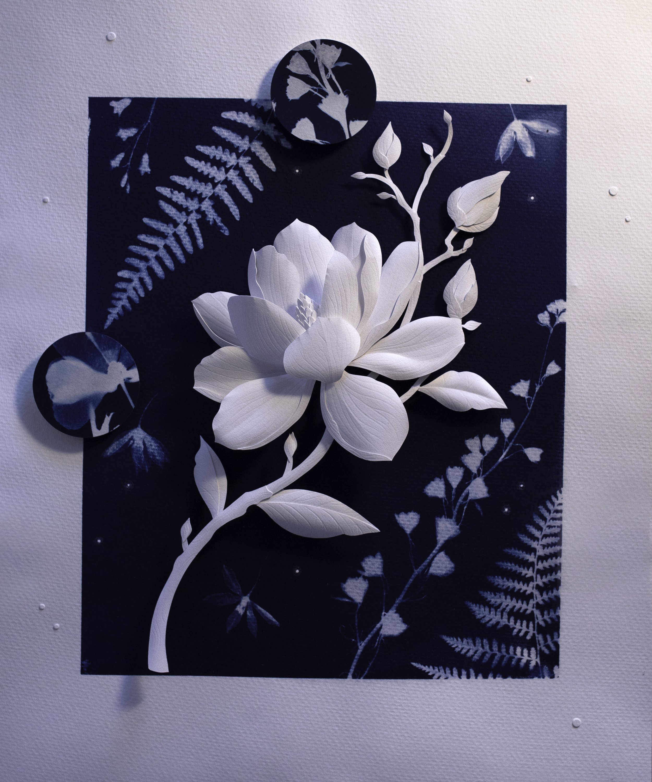 Magnolia grandiflora