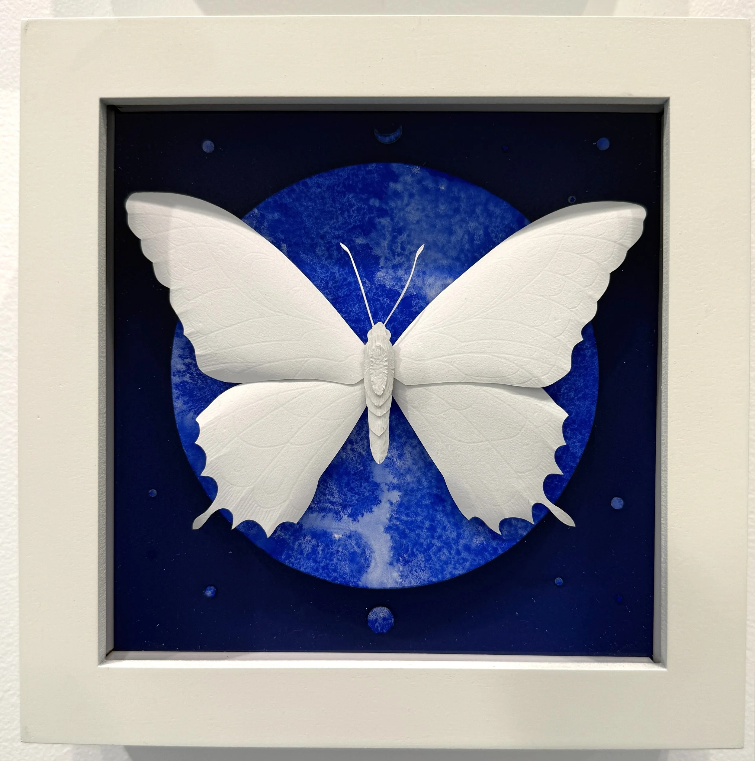 Lepidoptera 2