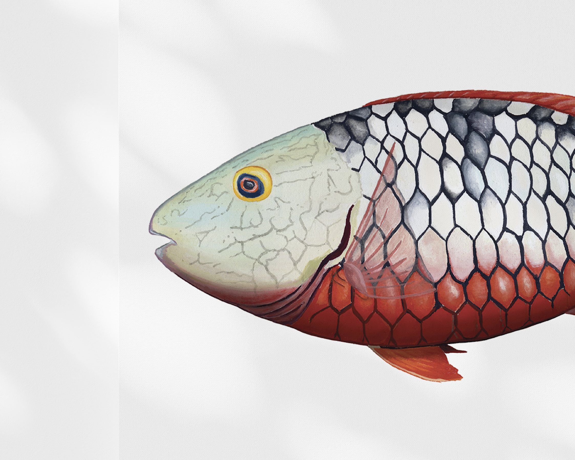 Parrotfish Closeup Mockup.png