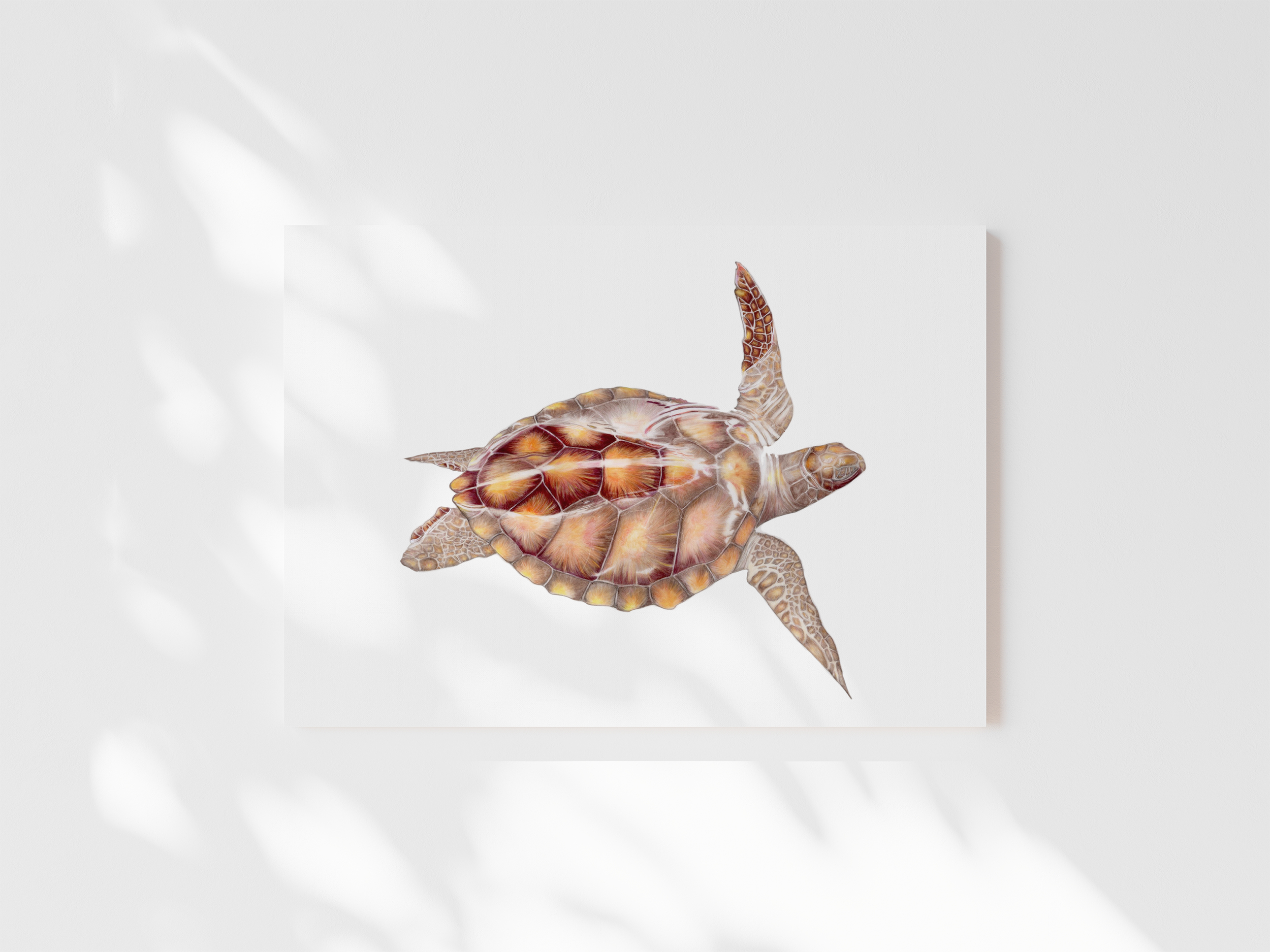 Sea Turtle001WhiteWallMockup No Frame.png