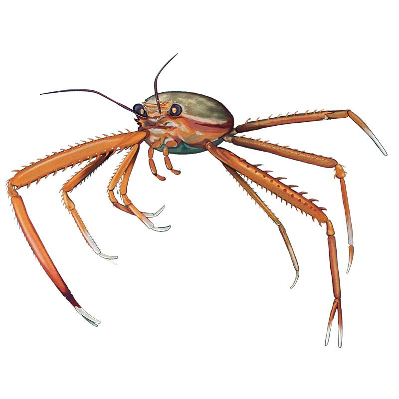 Squat_Lobster.jpg